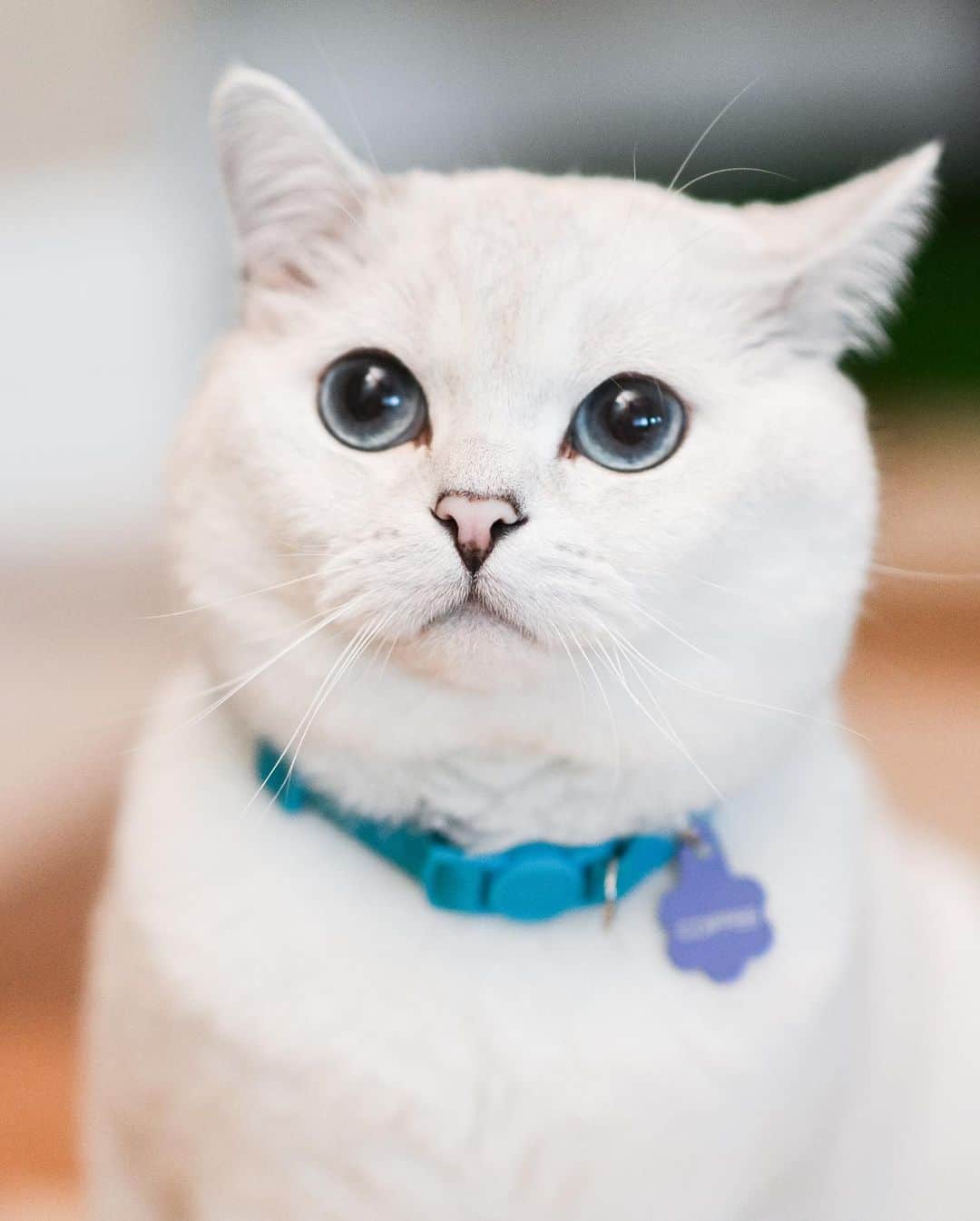 ミスター・ホワイトさんのインスタグラム写真 - (ミスター・ホワイトInstagram)「Can you see the galaxy in my eyes? I see forever in your eyes? 🤭😹 🍞   #cats #cat #love #coffee #coffeecat #catsofinstagram」4月1日 1時58分 - white_coffee_cat