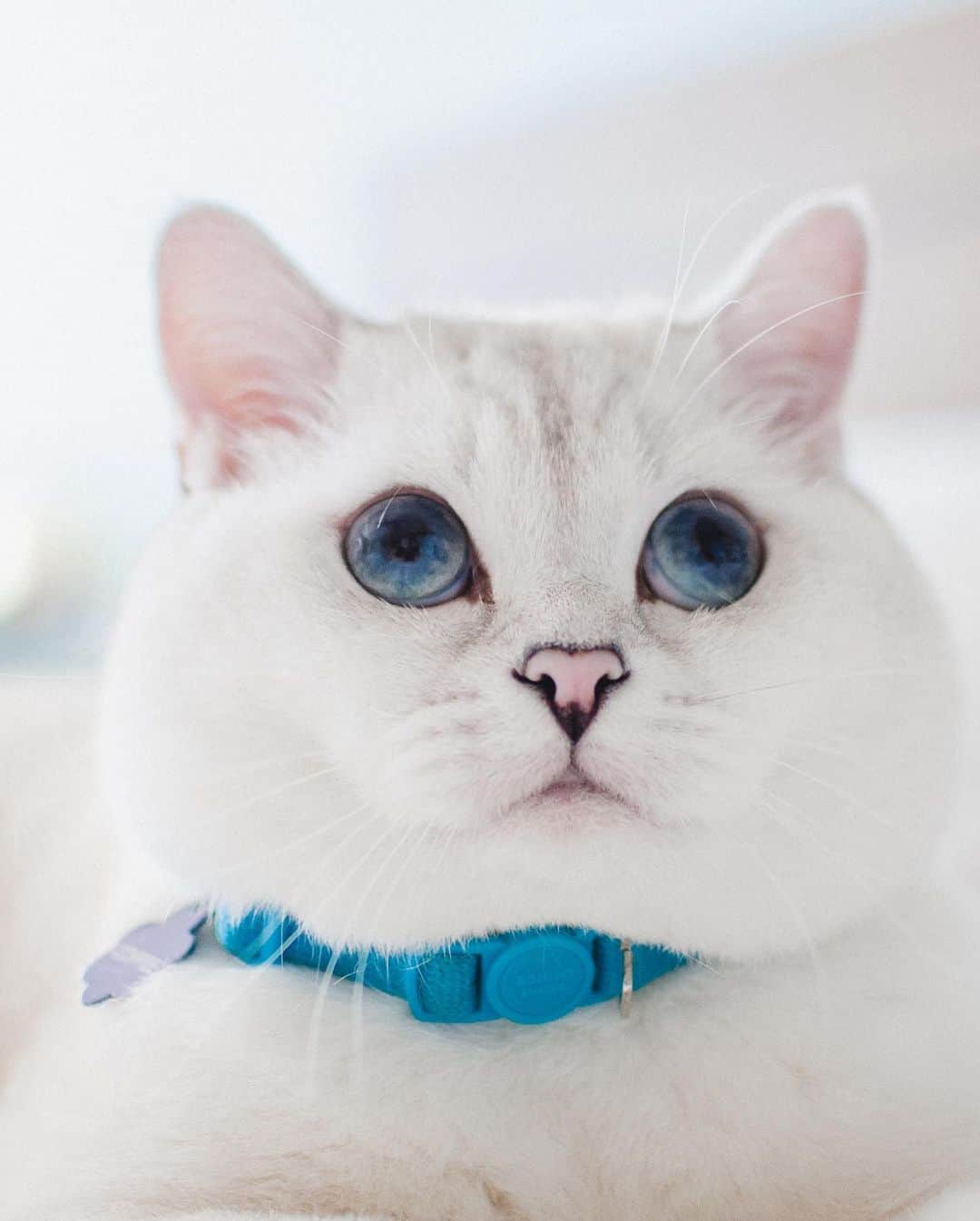 ミスター・ホワイトさんのインスタグラム写真 - (ミスター・ホワイトInstagram)「Can you see the galaxy in my eyes? I see forever in your eyes? 🤭😹 🍞   #cats #cat #love #coffee #coffeecat #catsofinstagram」4月1日 1時58分 - white_coffee_cat
