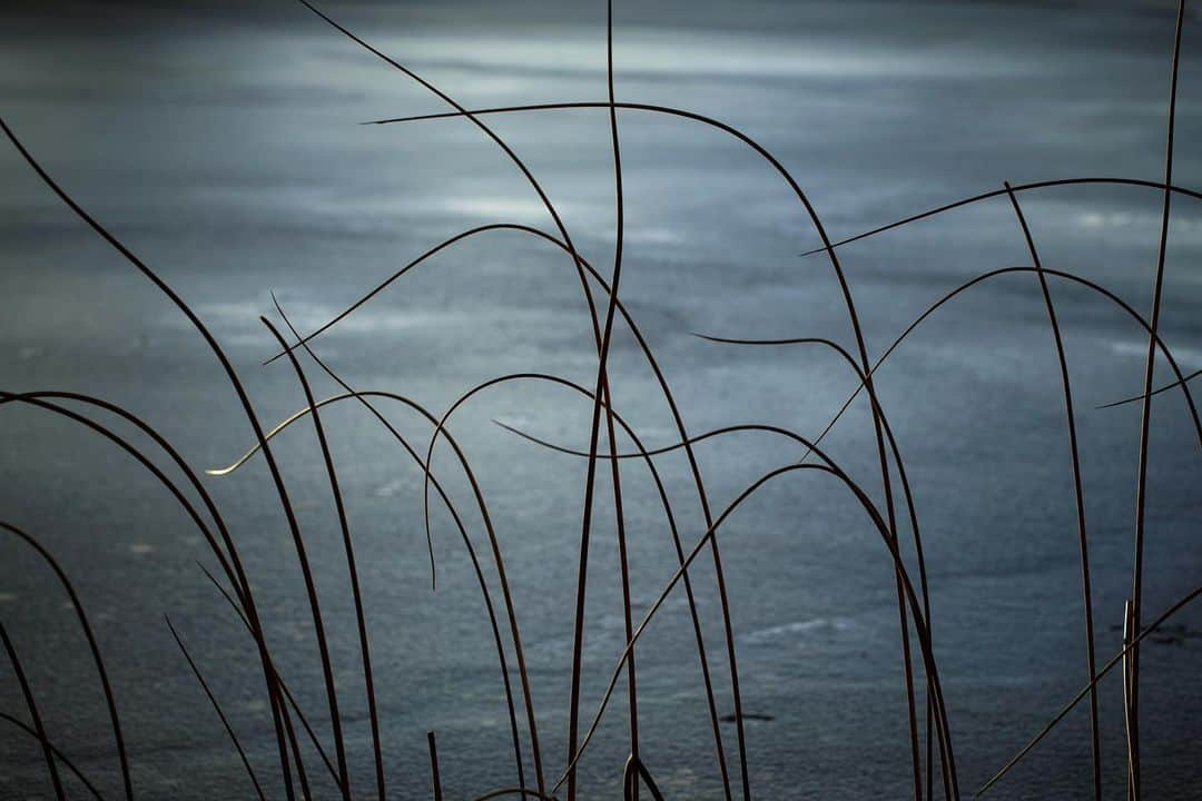 アンジー・ペインさんのインスタグラム写真 - (アンジー・ペインInstagram)「An ode to reeds, in all their shapes and seasons.  • • • #macro #macrophotography #nature #naturephotography」4月1日 2時47分 - angelajpayne