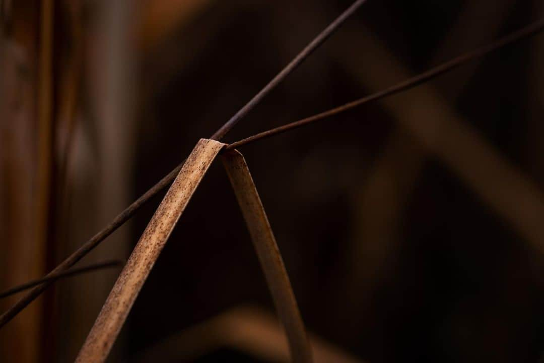 アンジー・ペインさんのインスタグラム写真 - (アンジー・ペインInstagram)「An ode to reeds, in all their shapes and seasons.  • • • #macro #macrophotography #nature #naturephotography」4月1日 2時47分 - angelajpayne