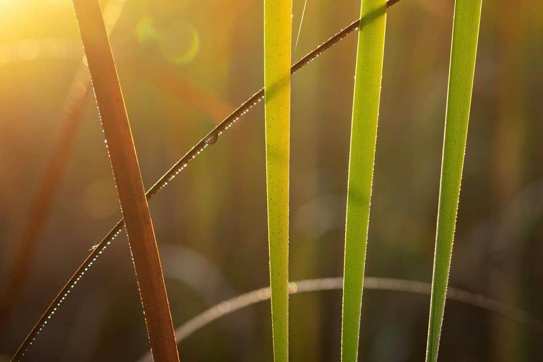 アンジー・ペインさんのインスタグラム写真 - (アンジー・ペインInstagram)「An ode to reeds, in all their shapes and seasons.  • • • #macro #macrophotography #nature #naturephotography」4月1日 2時47分 - angelajpayne