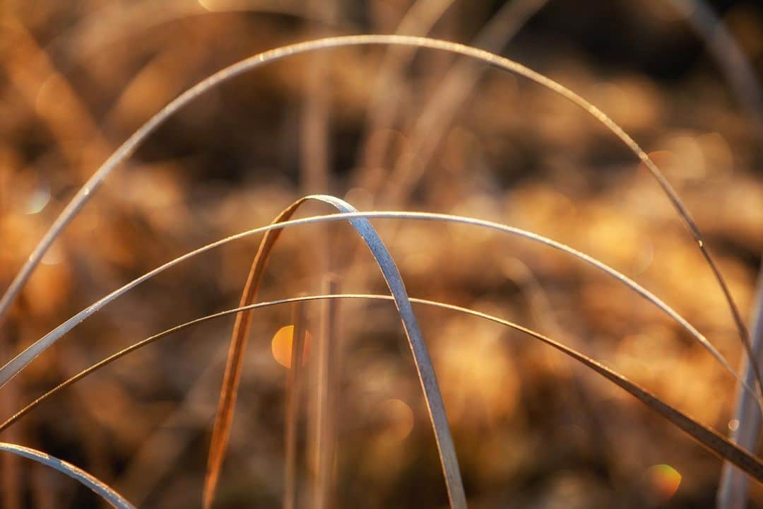 アンジー・ペインのインスタグラム：「An ode to reeds, in all their shapes and seasons.  • • • #macro #macrophotography #nature #naturephotography」
