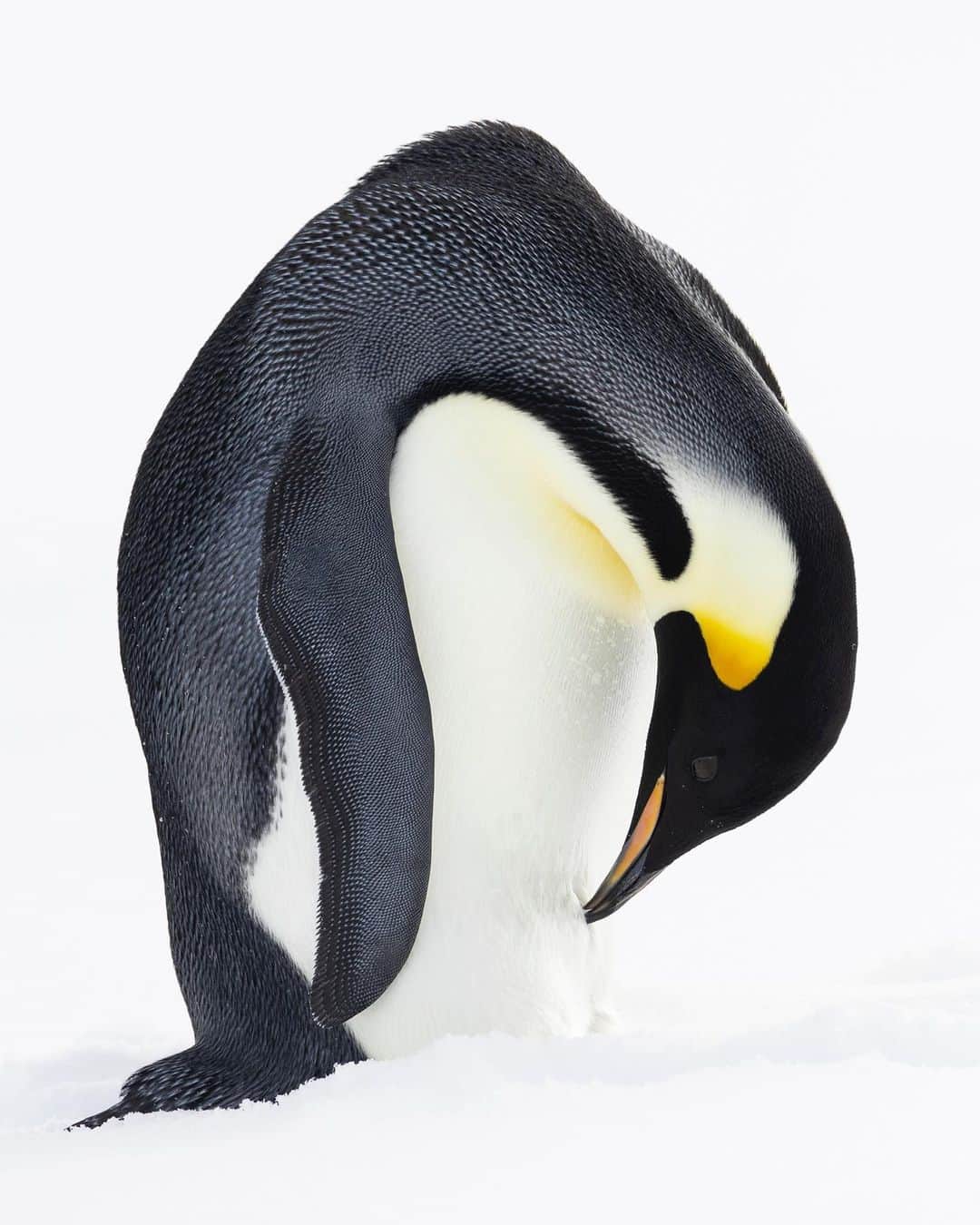 Tim Lamanのインスタグラム：「Photo by @TimLaman.  A preening Emperor Penguin.  Emperor Penguins were one of the highlights of my recent Antarctica voyage!  Join my newsletter (coming soon) at my link in bio for more photos and stories from my adventures.  #emperorpenguin #penguin #antarctica #birds #birdphotography」