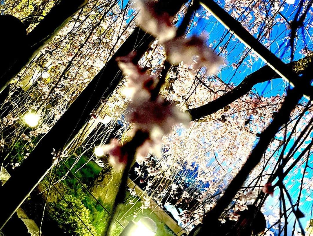 りこぴさんのインスタグラム写真 - (りこぴInstagram)「きょーは付き人と🐕‍🦺🐾  #夜桜 #清水寺 #御朱印 #ゲット #なり #✊🏻💖 #⛩ #🌸 #初 #京都 #お邪魔 #しました #めちゃくちゃ #楽しかった #また行く #八つ橋 #ぬれおかき #ダークグレージュ #マツエク #Dカール #ネイルチップ #愛犬家 #ギャルの付き人」4月1日 3時11分 - ashiyan8303