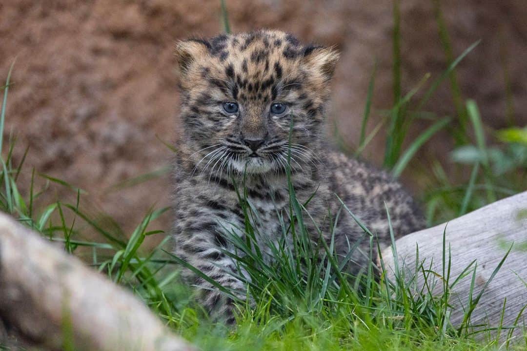 San Diego Zooさんのインスタグラム写真 - (San Diego ZooInstagram)「NEW at the zoo - dwarf leopards  Dwarf leopards, aka panthera pardus minimus, are the smallest leopard species at 10 lbs. They also do not exist. These photos are actually of Satka's 6-week-old cubs but we almost had you there.   #AprilFools #Caturday #AmurLeopard #SanDiegoZoo」4月2日 2時00分 - sandiegozoo