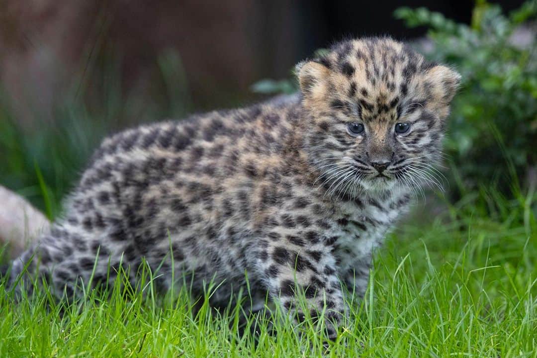 San Diego Zooさんのインスタグラム写真 - (San Diego ZooInstagram)「NEW at the zoo - dwarf leopards  Dwarf leopards, aka panthera pardus minimus, are the smallest leopard species at 10 lbs. They also do not exist. These photos are actually of Satka's 6-week-old cubs but we almost had you there.   #AprilFools #Caturday #AmurLeopard #SanDiegoZoo」4月2日 2時00分 - sandiegozoo