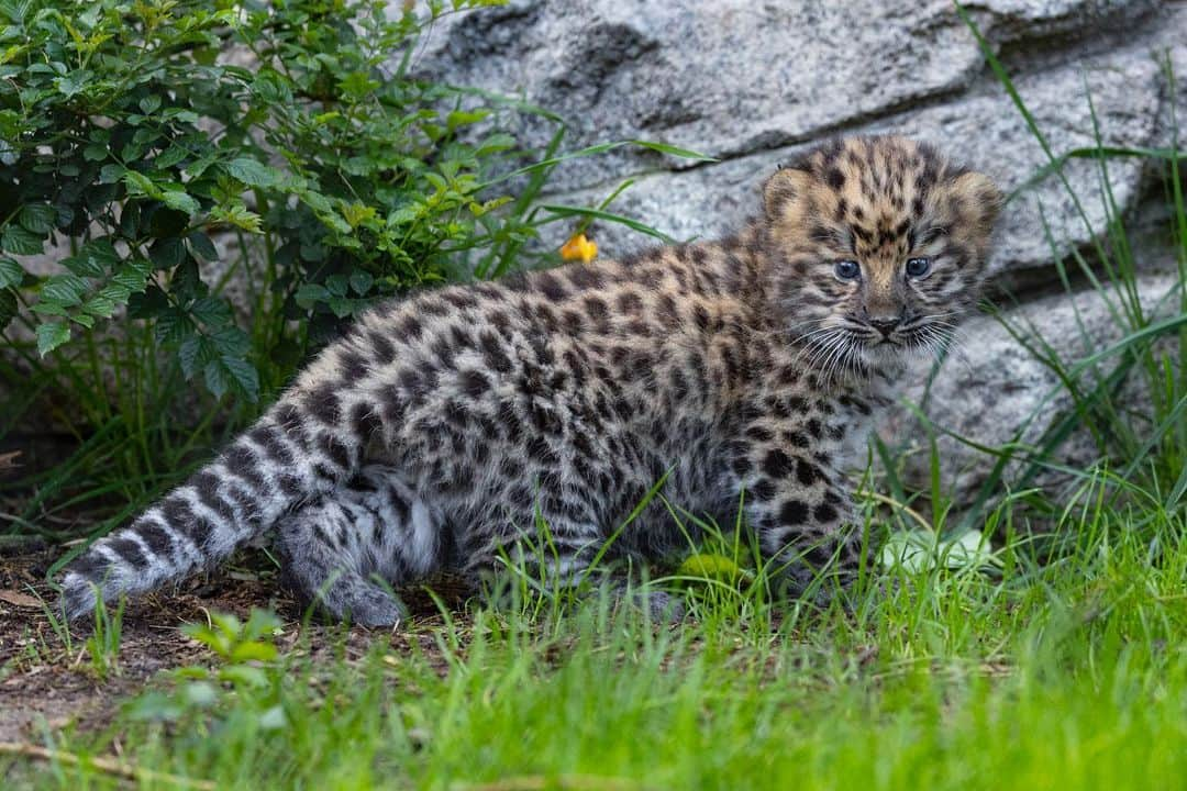 San Diego Zooさんのインスタグラム写真 - (San Diego ZooInstagram)「NEW at the zoo - dwarf leopards  Dwarf leopards, aka panthera pardus minimus, are the smallest leopard species at 10 lbs. They also do not exist. These photos are actually of Satka's 6-week-old cubs but we almost had you there.   #AprilFools #Caturday #AmurLeopard #SanDiegoZoo」4月2日 2時00分 - sandiegozoo