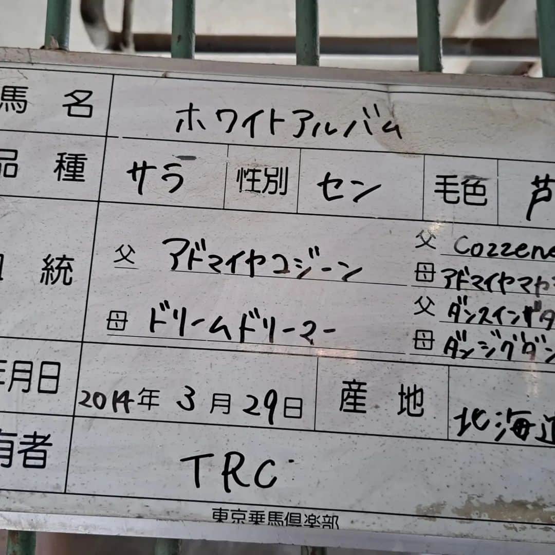 宇月田麻裕さんのインスタグラム写真 - (宇月田麻裕Instagram)「3/22　#乗馬日記「1週間ぶり」　#ホワイトアルバム  レッスンは、ほわこと「ホワイトアルバム」＆Ｈ先生     ほわちゃんが配馬されることは珍しいのですが、  3/16に続いての騎乗。     しかも、この日は、2日続けての騎乗。  珍しいことです。     3/23に少し書いています。  3/22　相棒は　#ホワイトアルバム  #ホワイトアルバムは、  大好きな　#アドマイヤコジーン産駒　です。  以前、#フジテレビ　さんの　#競馬番組　に出演させていただいた時、一番好きな🐴としてトークさせていただいました。感動です💗  コジーンの背中ってこんな感じなのかな？ 腰高なので、意外に反動があります。     3/16に乗っているので、一週間ぶり。     前日に、ぷーちゃんに乗っいるのですが、  雨予報だったので乗れないと思いきや、  2日続きで乗れてしまいました。     ほわは、拍車なしで十分にいってくれます。     レッスンは、  先生が下乗りしてくださり、  私が、乗り替わった後、速歩をしようとしたら     「ほわ、ハヤアシ」  と言ったら、駈歩と勘違い。     たぶん、私が乗る直前まで、  先生が下乗りで駈歩してくださっていたので、  ほわちゃんの体と頭はカケアシモード。     気持ちのいい駈歩でしたが、  すぐに速歩におとして仕切り直し。     その後は、速歩と常歩の繰り返しで駈歩はなし。  少し残念。     やや潜り気味になるシーンもあり、  外方を意識したり、ハミを意識したり。     輪乗りの時、内側を見過ぎるので、まっすぐ前を見る。  輪乗りなので、行きたい方、内方よりを見てしまいます。  それを直すのが、今日の一番のポイント。  次は、手綱を握る拳。  ほんの少し握るだけでＯＫ。     続きは乗馬日記で。     競走馬名  #シルバーブラック  シルバーブラック | 競走馬データ - netkeiba.com  生年月日　看板間違っています。  2014年の　#ドリームドリーマー　産駒は  #ミルトドリーム　です。  正しくは、2013年3月29日  今年10歳になります。     乗馬日記次回に続く」4月1日 3時56分 - mahiro_utsukita