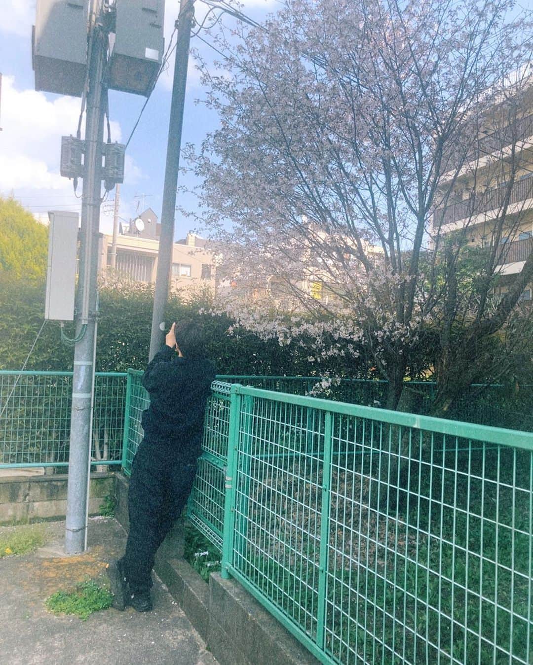 白石隼也のインスタグラム：「桜を撮る白石を撮りました！(マネージャー)  #🌸 #フィルム #filmphotography」