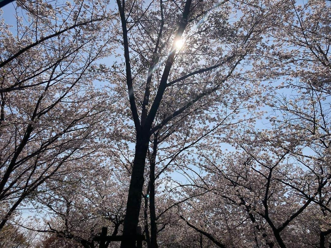 Dsukeのインスタグラム：「咲き具合＆天気&気温の条件が整いまくってる！夜が寒くなかったら泊まってみたいかも！」