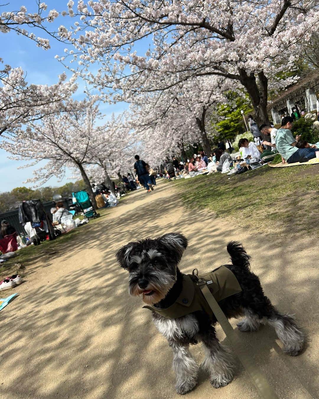 HANAさんのインスタグラム写真 - (HANAInstagram)「トランプとお花見🌸🍡♡  このあと花粉症でくしゃみが止まらなくなって もうお花見一生しないかもと思った🫢 ってゆうのは内緒のお話。爆笑🐣  🐕👔 : @citydog_official   #citydog_jp #シティードッグ #PR」4月1日 14時26分 - banghana