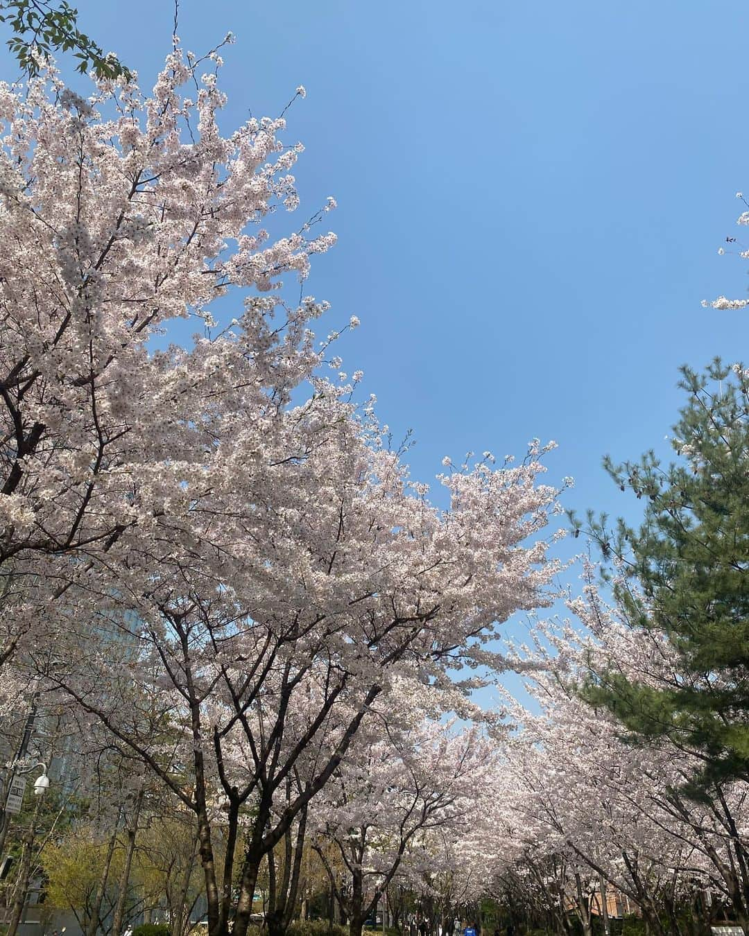 アン・ソニョンさんのインスタグラム写真 - (アン・ソニョンInstagram)「#봄꽃놀이🌸  글도 맘도 얼굴도 봄꽃마냥 화사한 @naminsook1 언니 덕에 때 놓치지않고 다녀왔네요🌸🌸🌸 (잠시 오전 모닝커피 한잔데이트만으로도 하루가 이리 화사해지디니 이거야말로 참 좋은 (경험)투자죠? 😌)   #다시없을오늘 #매일소중한하루24시간  세상 불공평할때가 많지만, 유일하게 모두에게 공평한건 “시간”인거 같아요.   부자나 거지나 하루24시간은 매일 똑같이 주어지니까요.  그리고 아무리 재물을 쌓아도 언젠가 “시간이 흘러” 누구나 죽는다는것도 똑같죠.   ‘아 그때 해볼껄... ‘  ’아 그때 가볼껄...‘  ’아 그때 만나자고 먼저 말해볼껄.... ‘   우물쭈물 망설이다 귀한 시간 허비하고 나중에 진짜 “심장이 뛰지않아서” 움직일수 없고 볼수 없고 만질수 없는때에 후회하면 너무 인생이 아깝잖아요.   #오늘을살아요 #매일을소중하고귀하게 #남눈치볼시간_남얘기할시간에 #나를봐요_나스스로에게잘해주세요 #나를사랑하세요 #모든길은나로부터시작이에요 #lovemyself  #바로스thinking」4月1日 14時31分 - anney_an_love