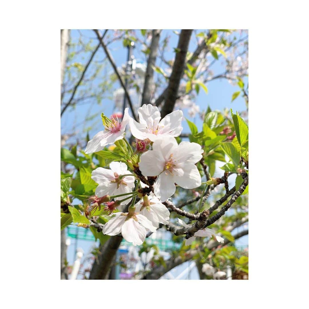 三倉茉奈さんのインスタグラム写真 - (三倉茉奈Instagram)「4月になりましたね☺︎ 今日はポカポカ。どころか暑いくらい！お出かけ先ではお水に入って大はしゃぎ。桜の花びらも舞っていて贅沢🌸良い4月になりますように。 #april #cherryblossom #spring」4月1日 14時33分 - mana_mikura_official