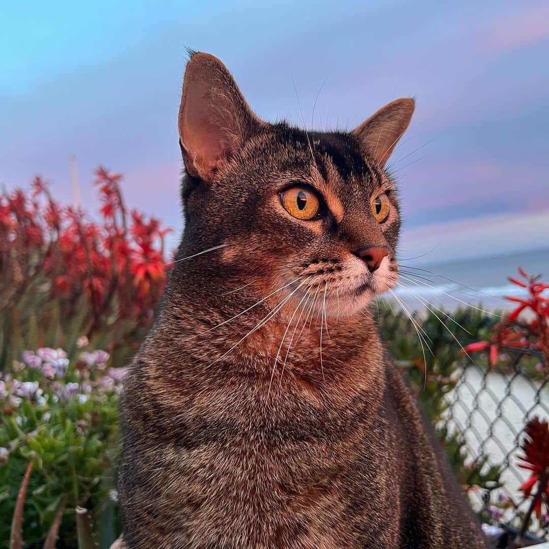 ピアース・ブロスナンさんのインスタグラム写真 - (ピアース・ブロスナンInstagram)「My cool cat watching the sunset.」4月1日 14時34分 - piercebrosnanofficial