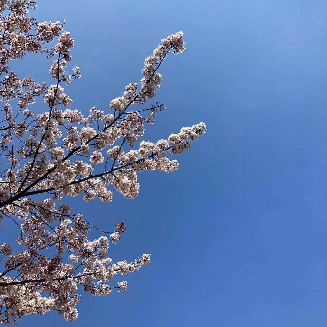 小島藤子さんのインスタグラム写真 - (小島藤子Instagram)4月1日 14時37分 - fujisan1216