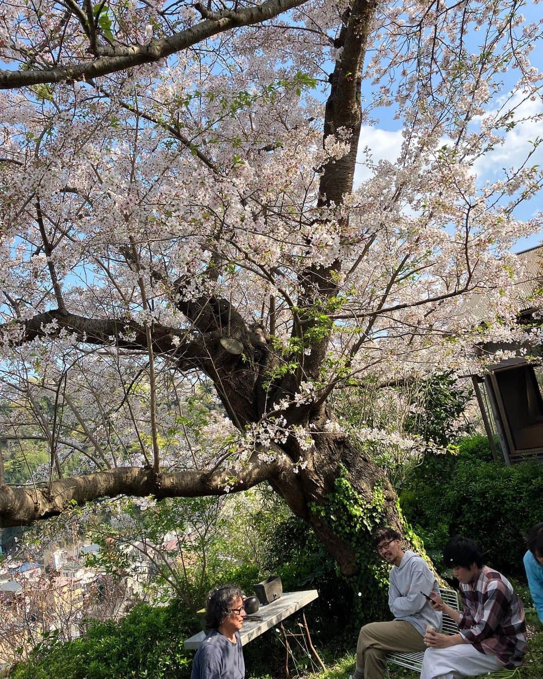 吉見佑子さんのインスタグラム写真 - (吉見佑子Instagram)「本日お花見🌸とごでも満開そしてフィナーレ❣️旅立ちの春の始まり」4月1日 14時46分 - yuko_yoshimi