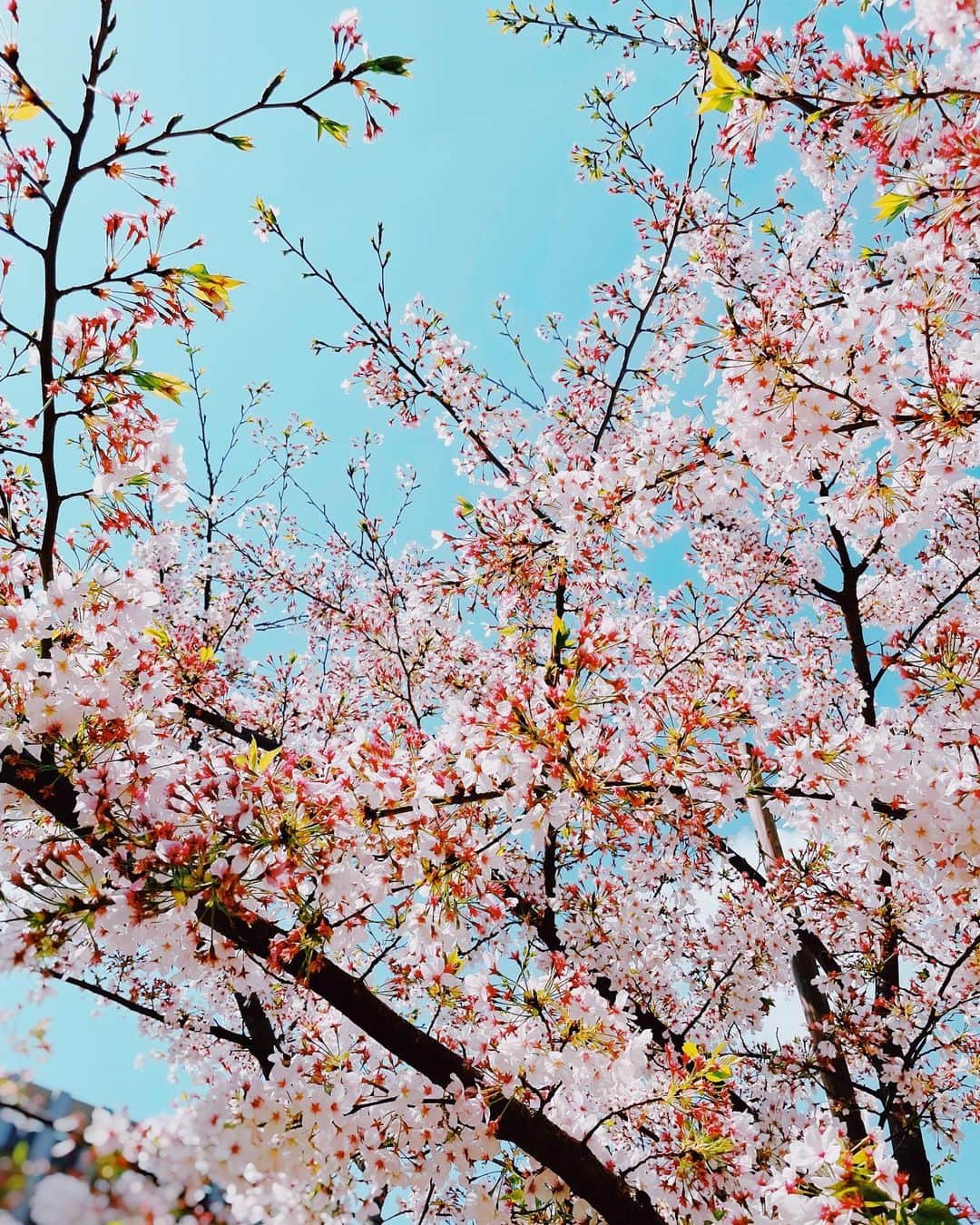 真鳳つぐみのインスタグラム：「. 4月に入りました🌸 今日はとっても良いお天気ですね😊 連日の雨に負けず、桜が青空に映えていて🌈🥹🌸 お散歩していて気持ちが良かったです😊  3/31 26:00〜 1/13から放送されておりました 「XAnime さみしいあなた」の最終話が放送されました✨  第1回目の放送時には、 「まだまだある🥹」と思っておりましたが、終わってみると 「1クールは本当にあっという間だったなぁ😭😭😭」 とさみしい気持ちでおります🥹✨  沢山の経験をさせていただけた とても貴重で幸せな3ヶ月間でした☺️🌸  これも皆様からのご声援があったからこそです✨🥹 昨年の6月始まり、皆様に夢を応援して頂き、こうして形となる事ができました✨✨ 沢山の温かなご声援、そして関係者の皆様に心から感謝申し上げます☺️ 本当に本当に有難うございました❗️  今日から新年度‼️ 皆様からのご声援を糧に心機一転、新たに頑張ります💓 皆様にとりまして、素敵な新年度となりますように✨  XAnimeは4/3（月）からYouTube上にて本編を順次公開されるので、是非ご覧くださいませ😊  https://www.youtube.com/@xanime_Official  #新年度#新しい挑戦#桜#大好きな季節」