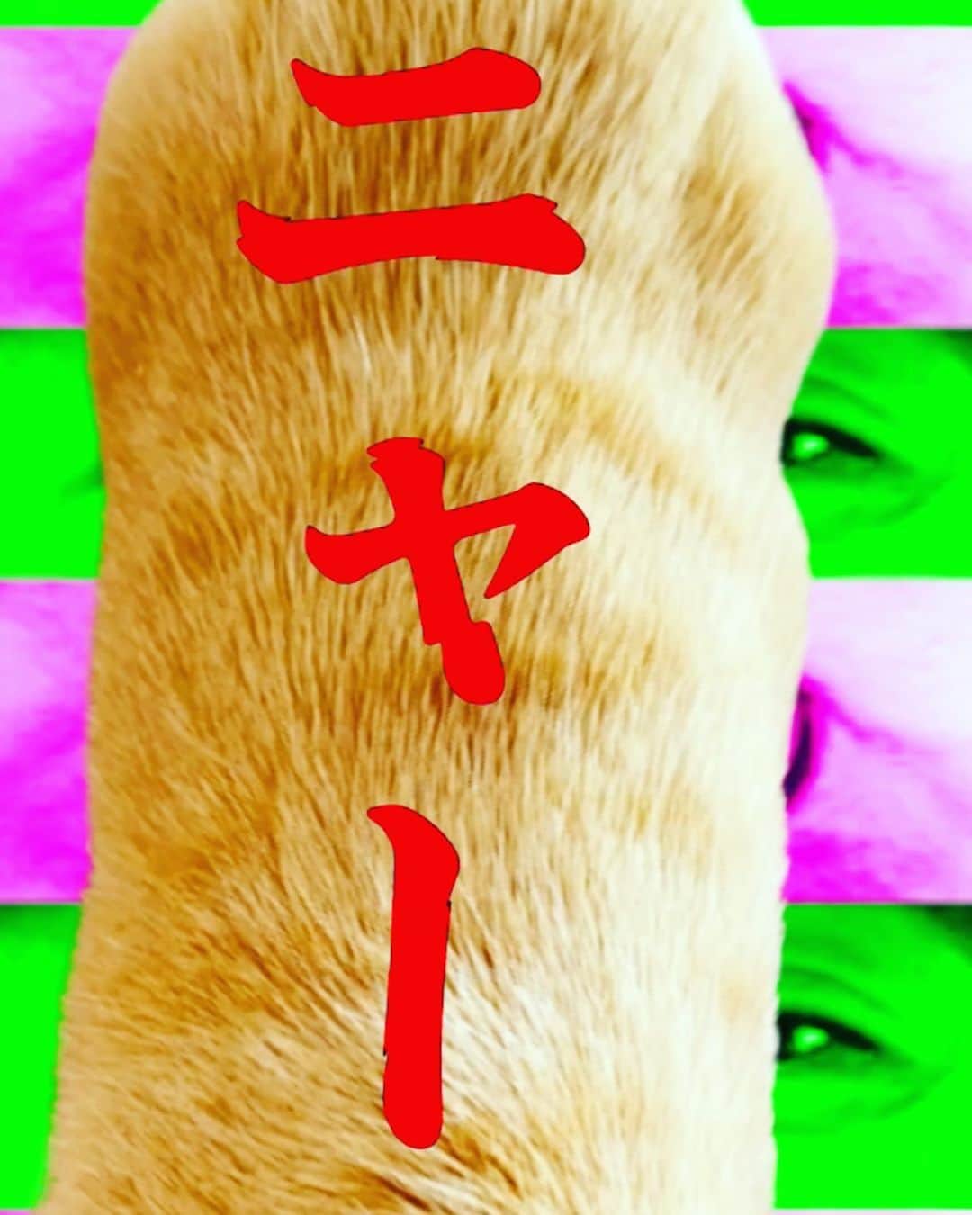 SHINGO★西成のインスタグラム：「SHINGO★西成「猫」  https://youtube.com/shorts/Gu1PzOAMHmI?feature=share  #パクリちゃうサンプリングや  Artwork by KIREKI powered by GRDP #JustWannaRock #LilUziVert  #ookini #猫 #ネコ #まっしぐら #ニャー  #kireki #grdp  #STREETMIXTAPE2 #SHINGO西成の知らんけど  #SATUSSY #maido #SHINGO西成 #shorts #youtube」
