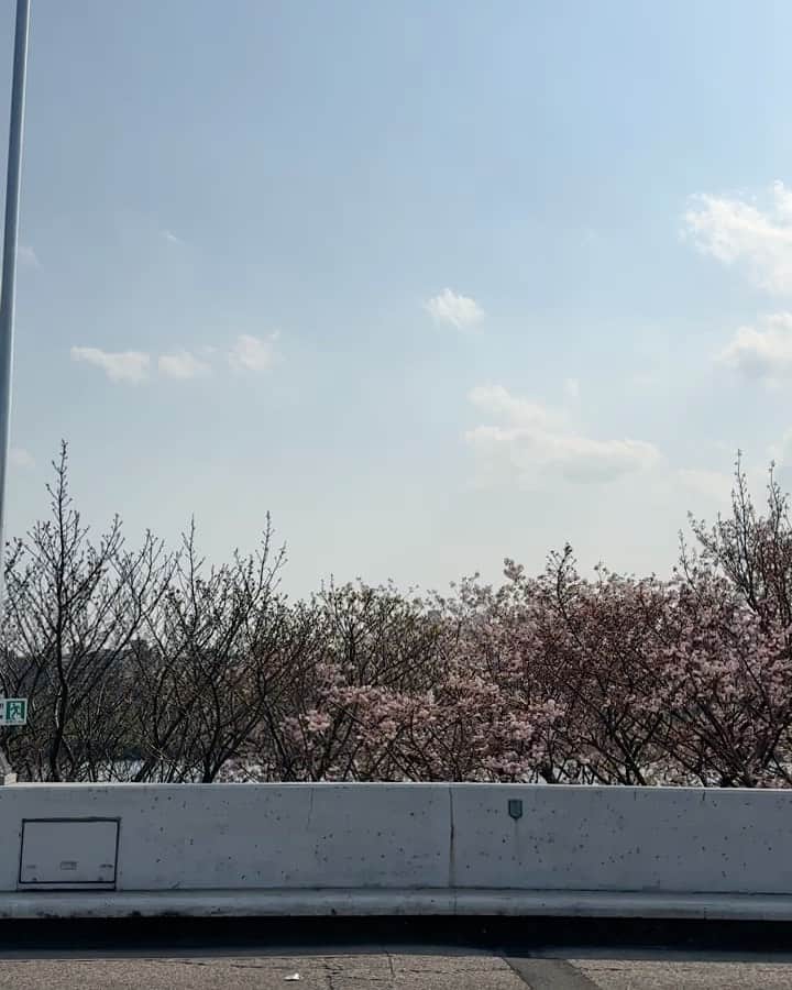 のインスタグラム：「🌸🌸🌸🌸  今年は東京の桜にゆっくり目を向ける時もないままに あちらこちらと移動して気がつけば葉桜  そして次の場所に warp.  ____________________________________  #love #life #loveislove  #cherryblossom #japan  #beautiful」