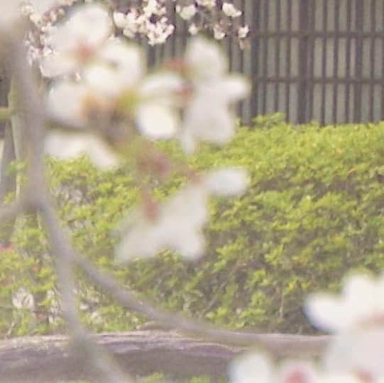 木村那津美さんのインスタグラム写真 - (木村那津美Instagram)4月1日 15時11分 - natsumi_kimura1018