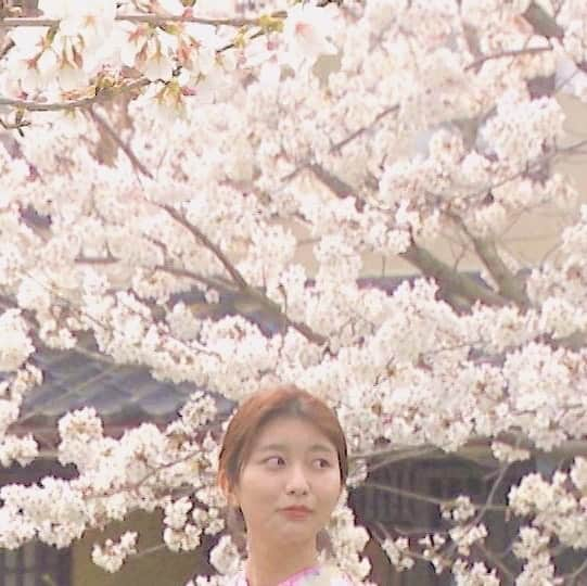 木村那津美のインスタグラム：「🌸spring in japan🌸  日本の春をお届け。  #山口県#桜の名所#山口市#一の坂川 #着物deおさんぽ  #アナウンサー#木村那津美」