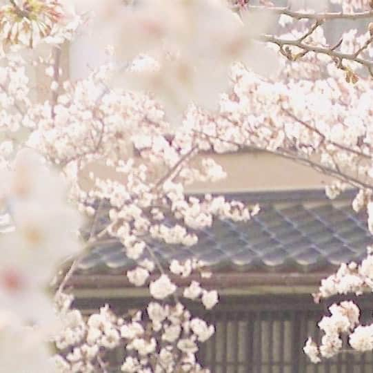 木村那津美のインスタグラム：「🌸spring in japan🌸  日本の春をお届け。  #山口県#桜の名所#山口市#一の坂川 #着物deおさんぽ  #アナウンサー#木村那津美」