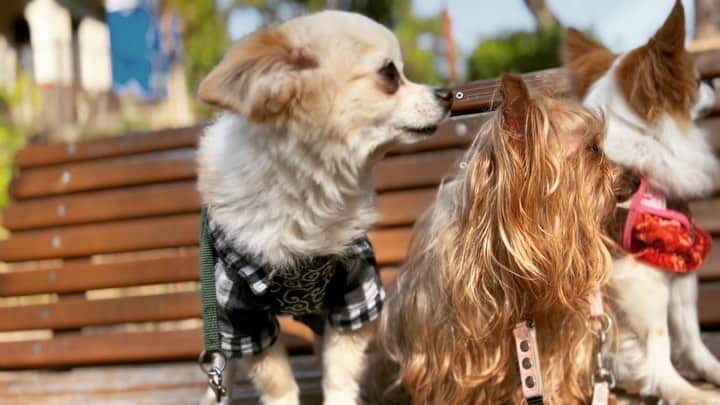 若月雅のインスタグラム：「. 家族でお花見🌸✨ 暖かくて桜満開👏  🐶ムービー別でまたupするヽ(´▽｀)/❤️ . . #お花見 #🌸　#桜名所 #チワワ　#ヨークシャーテリア  #愛犬との暮らし」