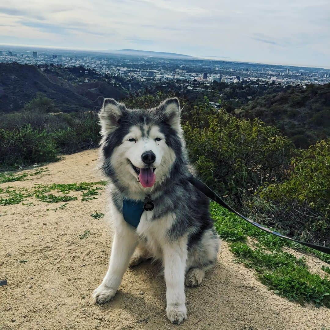 ベアトリサ・リャンさんのインスタグラム写真 - (ベアトリサ・リャンInstagram)「Another year around the sun with this fluffernutter. Kaiya has always been ageless to me--looking and acting like a puppy. This last year, she underwent major surgery to remove a potentially cancerous mass and it put her life into sharp focus. While I am grateful that she doesn't show her age (now 15!), It was just another reminder of how short life is. So as we start this next year together, I hope we will both live life without regrets and love with abandon. Happy birthday, Kaiya puppy. I love you so much! ♥️♥️♥️」4月1日 15時34分 - bebe_liang