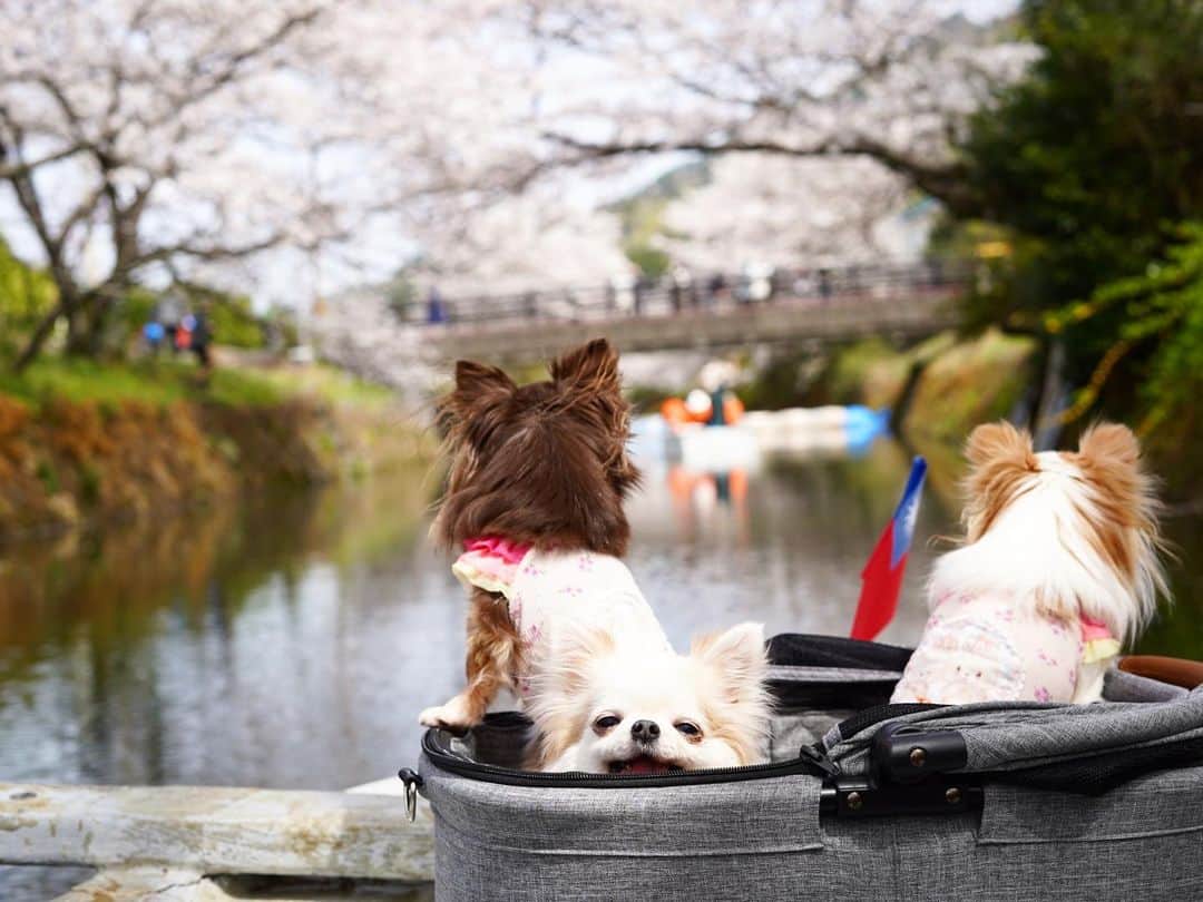 tetoyanyanのインスタグラム：「good morning♡  わんこもお花見🌸  テトやんはカメラ目線〜  かわいい我が子たちいつもありがと〜♡  #dogs#instdog#dog#dogstagram#instapet#petstagram#petoftheday#mydog#instachihuahua#chihuahuaofinstagram#chihuahualove#chihuahualover#chihuahua#chihuahuas#チワワ#多頭飼い#ロングコートチワワ#チワワ部#ig_dogphoto#petoftoday #todayswanko#west_dog_japan#今日のテトやん#Todaysteto#dogstagram」