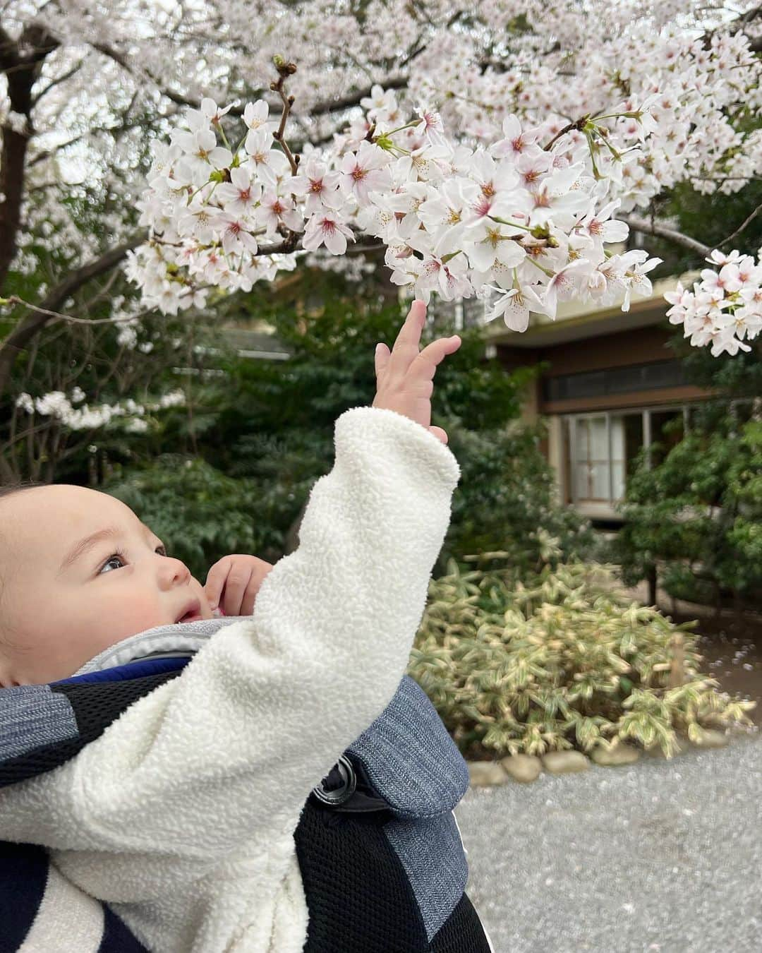 越智千恵子さんのインスタグラム写真 - (越智千恵子Instagram)「今日で千ちゃん10ヶ月！手を挙げて返事をしたり、挨拶をしたり、いいタイミングで笑いをこらえたり（4つ目の動画参照です笑）様々なリアクションができるようになってきました。そろそろ歩く姿が見られる予感！？楽しみです🥳   #赤ちゃん #赤ちゃんのいる生活 #ベビー #子育て #ベビー服 #育児 #baby #女の子ママ #babygirl #娘 #令和ベイビー #0歳 #赤ちゃんのいる暮らし #育児日記 #赤ちゃんとの暮らし」4月1日 7時45分 - chieko_0224