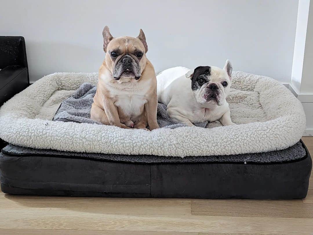 Manny The Frenchieのインスタグラム：「There's so much room on here yet he's always right next to me.」