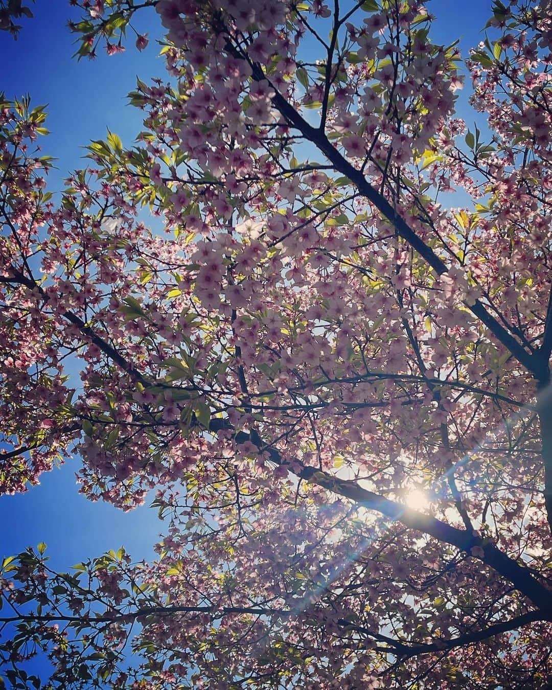 井上侑さんのインスタグラム写真 - (井上侑Instagram)「Good morning🌞✨  Have a good day🌸🌿  #sakura #skyblue #spring  #wellcome #april #sunnyday」4月1日 8時03分 - yuinouehappy