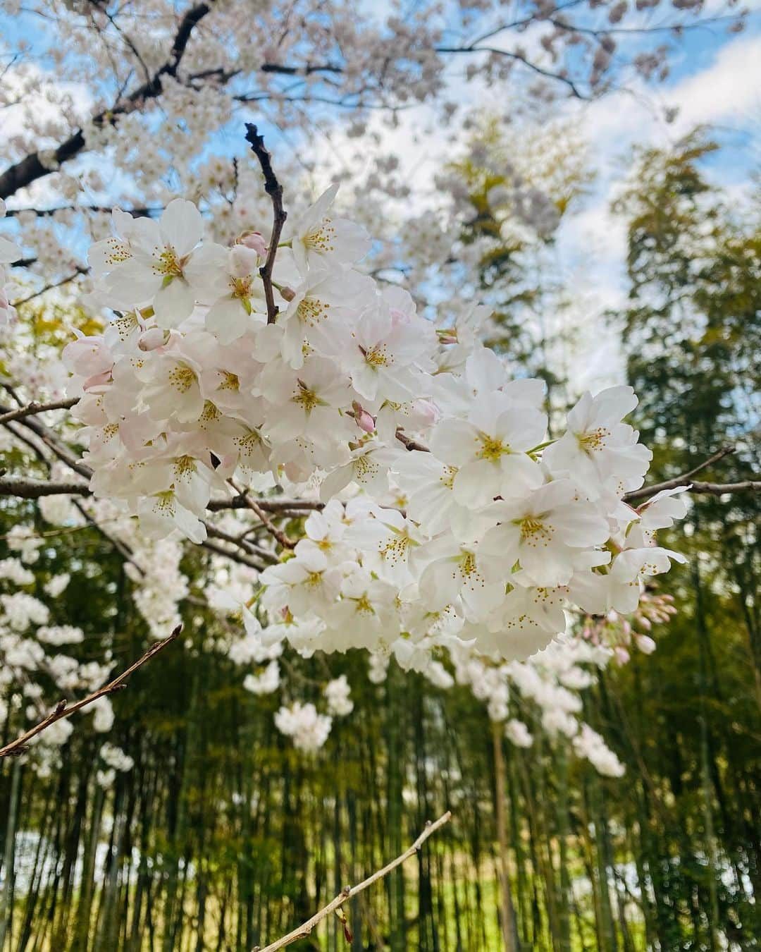 寺川奈津美さんのインスタグラム写真 - (寺川奈津美Instagram)「竹藪と桜🌸 #素敵な週末をお過ごしください #下関北運動公園」4月1日 8時20分 - natumikannnn