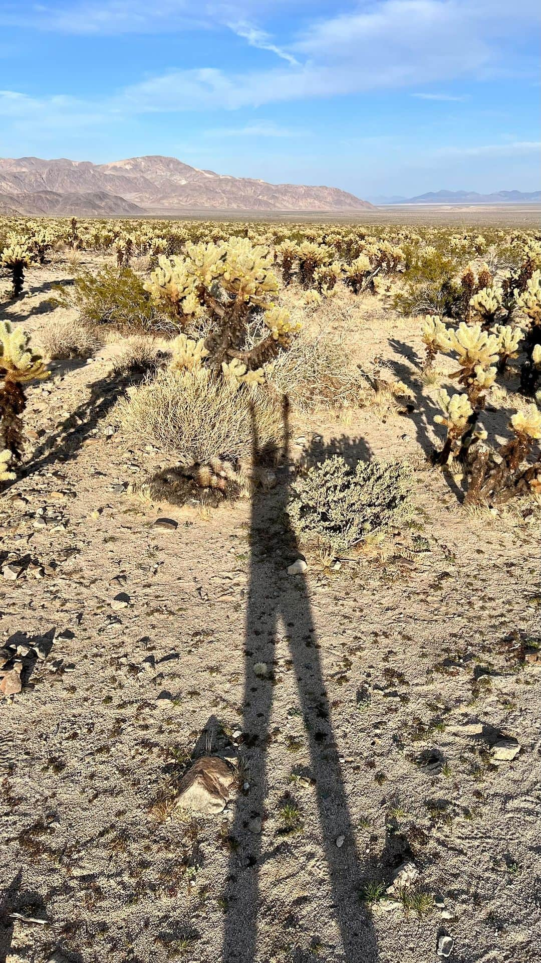 メロディー洋子のインスタグラム：「A solo trip to JTree Is always a good idea!   Where’s your favorite place to go solo?   I love being out in the land and the big open sky.   There were so many flowers blooming now.   I spent time visiting my favorite spots, meditating, singing, and dancing with the beauty of the natural world.   I got in @joshuatreenps using my @nationalparkservice yearly membership I bought at @hawaiivolcanoesnps when I was visiting last year. I highly recommend getting one if you visit any of the national parks in the U.S. ⭐️  I hope this video brings a little bit of joy to your life. If you are feeling a call to travel or adventure, follow your heart and do it! Trust your inner voice. ✨  Sending love from my heart to yours. 💛  JTreeへの一人旅は、いつも良いアイデアです！  ソロで行くならどこがいい？  大地と広い空の下にいるのが好きなんだ。  今、たくさんの花が咲いていました。  お気に入りのスポットを訪れ、瞑想し、歌い、踊りながら、自然界の美しさに触れる時間を過ごしました。  昨年訪れた際に@hawaiivolcanoesnpsで購入した@nationalparkserviceの年間会員権を使って@joshuatreenpsに乗り込みました。アメリカの国立公園を訪れるなら、ぜひ取得することをお勧めします！ ⭐️  このビデオが、あなたの人生に少しでも喜びを与えてくれることを願っています。もしあなたが旅や冒険への呼びかけを感じているのなら、自分の心に従ってそれを実行してみてください！自分の内なる声を信じて。✨  私のハートからあなたのハートへ、愛を送ります。💛」