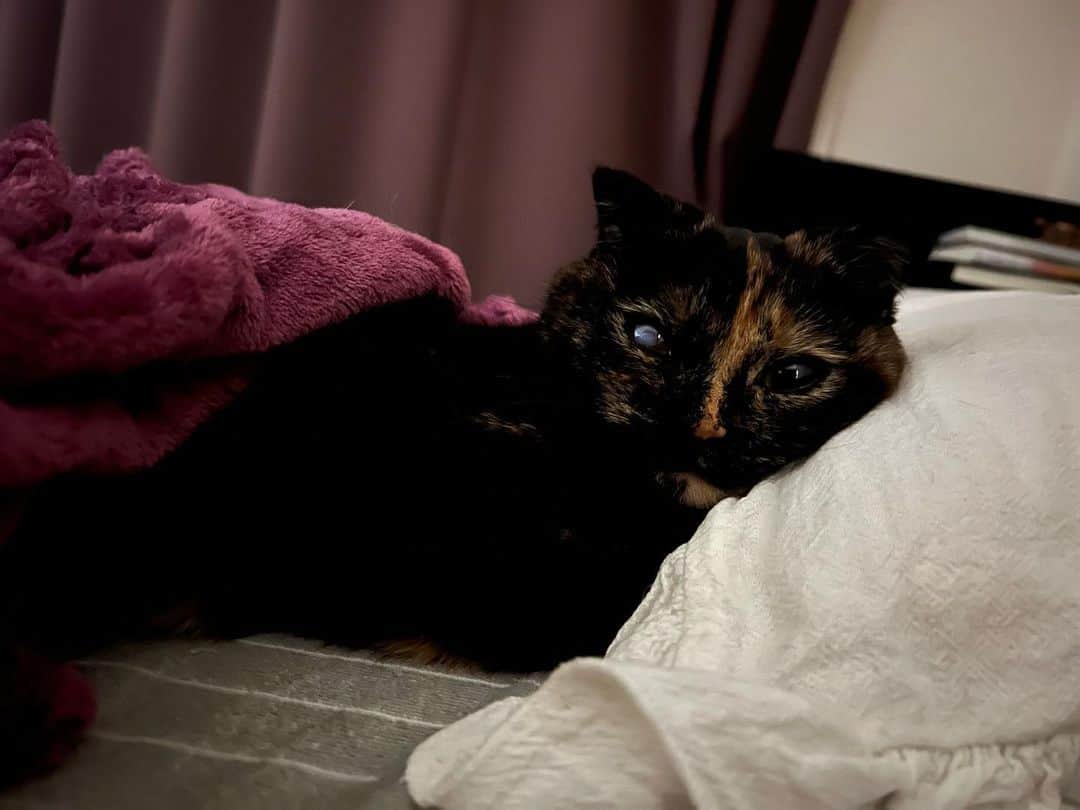 のインスタグラム：「ラテみたいに枕を使いこなすトティと、明るく戻ったわたす  #猫のいる暮らし #猫のいる幸せ #ハイトーンカラー #マンチカン #トティ様 #あやみ旬果」