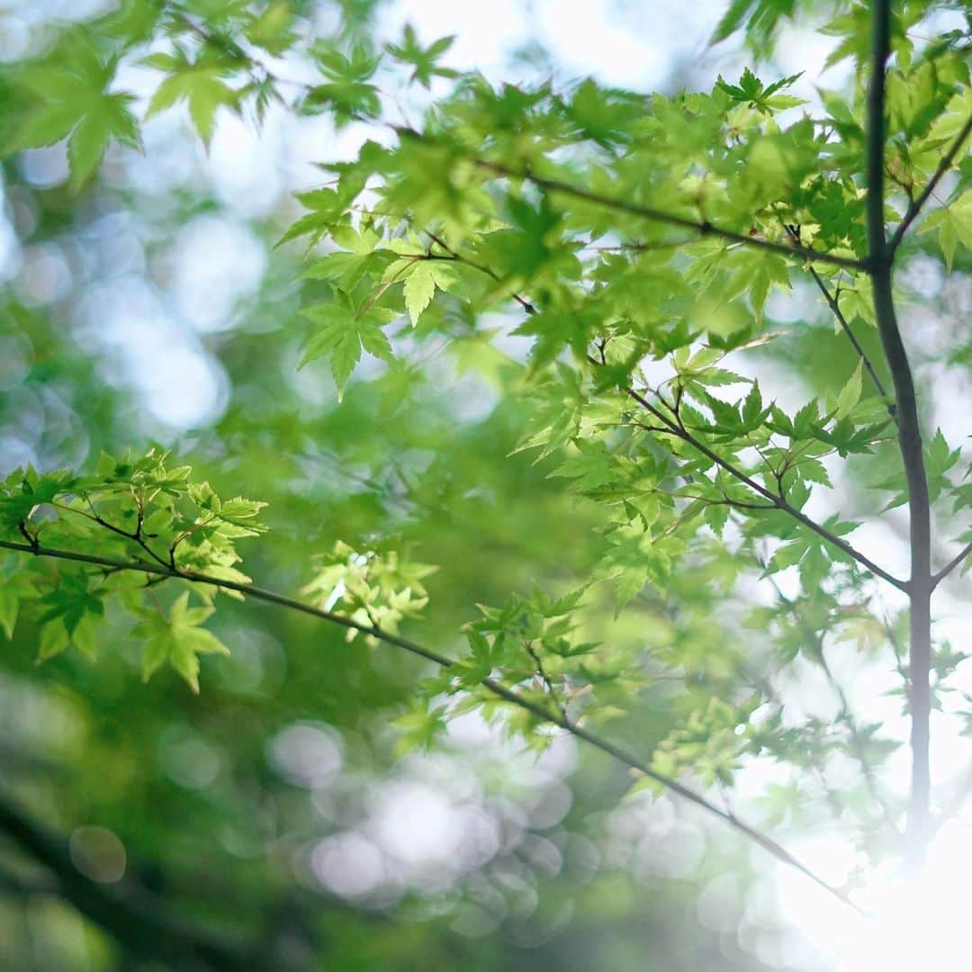 YUKI FUJIWARAさんのインスタグラム写真 - (YUKI FUJIWARAInstagram)「【和菓子教室のご案内】  本日4月1日の正午より5月開催「常在寺おとなの寺子屋」和菓子教室の予約を開始いたします。  5月の意匠は、富貴花の異名を持つ「牡丹」と新緑の季節に吹く「青葉風」です。  新緑が眩しい季節、皆様と一緒に和菓子作りを楽しむことができれば嬉しいです。  2023.5.21(日) 15:00-16:45  世田谷常在寺本堂・地下庭園前にて 東京都世田谷区弦巻1-34-17 最寄り:世田谷駅より徒歩7分 桜新町駅より徒歩15分  予約方法 @terakoyajyozaiji.jp トップのURL予約フォームよりご予約お願いします。参加は先着順ではなく、抽選での決定になります。  ※詳細は「常在寺おとなの寺子屋」@terakoyajyozaiji.jpさんのインスタをご確認ください。  Wagashi Lesson  The reservation of Wagashi Class in May will start from April 1st at noon. The motifs of the lesson in May are a peony and a refreshing breeze blowing fresh green leave.  Please check @terakoyajyozaiji.jp for more details.」4月1日 8時42分 - wagashi_art