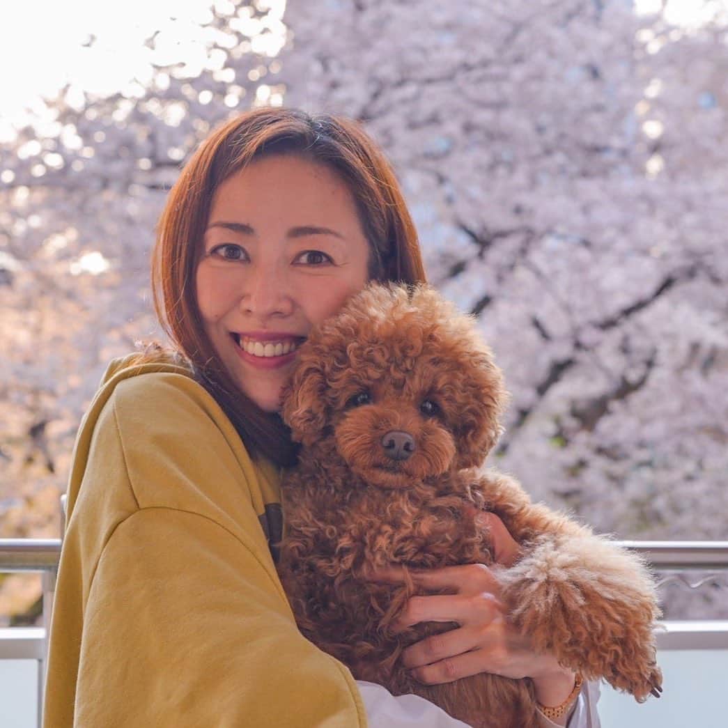 のインスタグラム：「気づけば4月🌸いよいよ息子も中学生😆ほんとに⁉️って感じです😅😅😅 #アラフィフライフ#桜#犬#トイプードル」