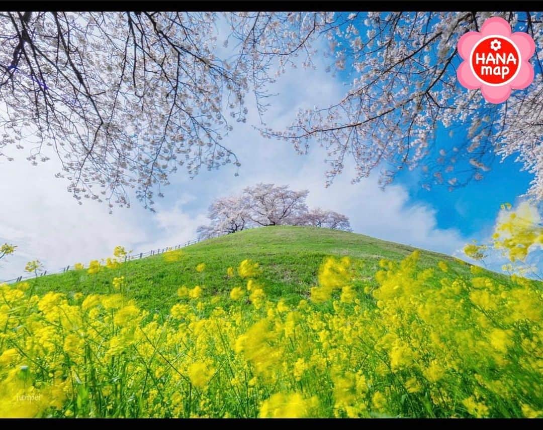 はなまっぷ❁日本の花風景さんのインスタグラム写真 - (はなまっぷ❁日本の花風景Instagram)「🌸はなまっぷの桜まつり🌸 * @junpei_seki さんの 桜に花まるを💮 * 見事に咲き誇る美しい日本の桜をありがとうございます😊🌸 * #埼玉　#さきたま古墳公園 Sakitama Kofun Park, Saitama Pref. * 🌼桜の花言葉📝🌼 精神の美 * ※見頃が過ぎている名所もご紹介させていただいています。 * 🌸•••🌸•••🌸•••🌸•••🌸•••🌸 * いつも素敵なお花をありがとうございます😊 #はなまっぷ #日本の美しい花風景#花のある風景#花#花言葉#花畑#春#花#桜#サクラ#花見#お花見#お花見スポット#sakura#cherryblossom#cherryblossoms#ソメイヨシノ#染井吉野#行田#行田市#菜の花#ナノハナ#絶景 * 🌸••••••お知らせ••••••🌸 * 花風景検索サイト　はなまっぷ https://hanamap.com 🔍「はなまっぷ」または @hanamap プロフィール欄から ぜひご覧ください * 📖🌸📖🌸📖🌸📖🌸📖 四季の花々を訪ねていきたい にっぽんの花地図 好評発売中📘 📖🌸📖🌸📖🌸📖🌸📖」4月1日 8時52分 - hanamap
