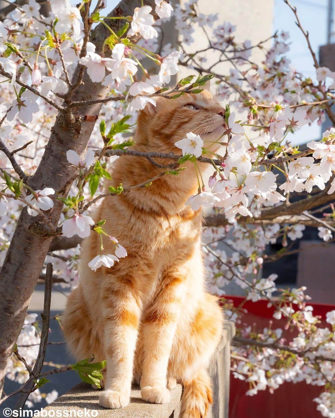 simabossnekoさんのインスタグラム写真 - (simabossnekoInstagram)「・ うららかな春🌸 Pleasant spring day✨ Swipeしてね←←🐾  〜お知らせ〜 対象書店にて、『島にゃんこ』発売＆『キス猫』重版記念フェア開催中！ 購入者限定特典は【A6サイズクリアファイル】 ※景品が無くなっている店舗がかなり出て来ております！ お早めに🐾  【対象書籍】 『島にゃんこ』（2月22日発売） 税込：1,210円 ISBN：978-4-8470-7286-4  『キス猫 - すりすり、ぎゅっ、と。 -』 税込：1,100円 ISBN：978-4-8470-9892-5  【特典内容】 もふもふ猫写真入りクリアファイル（A6サイズ）  【開催期間】 2023年2月22日（水）から フェア開始時期は店舗・地域によって異なる場合がございます。 ●書店店頭で必ずご確認下さい。  【配布方法】 フェア開催店舗にて、『島にゃんこ』『キス猫』をお買い上げのお客様に、 １冊ご購入につき１枚プレゼントいたします。 ・特典の数には限りがあります。なくなり次第終了となりますので予めご了承ください。 ・新刊「島にゃんこ」のみ取り扱いの店舗も一部ございます。  【フェア開催店舗】 ★姉川書店（にゃんこ堂） ★Cat’s Meow Books  (東京都)上記2店舗では、数量限定で『島にゃんこ』サイン入り本を販売！  ・北海道 喜久屋書店小樽店 紀伊國屋書店札幌本店 三省堂書店札幌店 喜久屋書店帯広店 ＭＡＲＵＺＥＮ＆ジュンク堂書店札幌店 紀伊國屋書店厚別店  ・岩手県 東山堂川徳店  ・宮城県 ヤマト屋書店仙台三越店 金港堂 ヤマト屋書店仙台八幡店 紀伊國屋書店仙台店  ・秋田県 ジュンク堂書店秋田店  ・山形県 みずほ八文字屋 戸田書店三川店 こまつ書店堀川町店  ・福島県 ジュンク堂書店郡山店 鹿島ブックセンター 岩瀬書店八木田店プラスゲオ  ・茨城県 ブックエースツタヤイオンタウン水戸南店 ブックエース結城店  ・埼玉県 紀伊國屋書店浦和パルコ店 三省堂書店大宮店 東京旭屋書店新越谷店 ＫａＢｏＳららぽーと新三郷店 ＴＳＵＴＡＹＡレイクタウン 紀伊國屋書店さいたま新都心店 ほんのいえ宮脇書店越谷店  ・千葉県 ときわ書房八千代台店 ＫａＢｏＳららぽーと柏の葉店 紀伊國屋書店流山おおたかの森店 東京旭屋書店船橋店  ・東京都 ＴＳＵＴＡＹＡ三軒茶屋店 丸善丸の内本店 ジュンク堂書店池袋本店 三省堂書店池袋本店 くまざわ書店千住大橋店 東京旭屋書店池袋店 紀伊國屋書店国分寺店 紀伊國屋書店西武渋谷店 紀伊國屋書店イトーヨーカドー木場店 八重洲ブックセンターＩＹ武蔵境店  ・神奈川県 紀伊國屋書店横浜店 有隣堂藤沢店 有隣堂アトレ川崎店 ＫａＢｏＳ宮前平店 紀伊國屋書店ららぽーと横浜店  ・新潟県 萬松堂 くまざわ書店長岡店  ・富山県 ツタヤブックストア藤の木店 文苑堂書店魚津サンプラザ店 明文堂書店富山新庄経堂店  ・石川県 北国書林アピタ松任店 北国書林アルプラザ店 きくざわ書店アルプラザ鹿島店 きくざわ書店ナッピィモール店 明文堂書店ＴＳＵＴＡＹＡ金沢野々市店 明文堂書店ＫＯＭＡＴＳＵ ＫａＢｏＳイオンモール新小松店  ・福井県 ＳｕｐｅｒＫａＢｏＳ敦賀店 ＳｕｐｅｒＫａＢｏＳ武生店 ＳｕｐｅｒＫａＢｏＳ鯖江店 ＫａＢｏＳ三国店 ＳｕｐｅｒＫａＢｏＳ新二の宮店 ＳｕｐｅｒＫａＢｏＳＷＡＳＳＥ店 ＳｕｐｅｒＫａＢｏＳ大和田店 勝木書店大野店 ＫａＢｏＳベル店  ・山梨県 戸田書店山梨中央店 ・長野県 ニシザワいなっせ店 ・静岡県 マルサン書店サントムーン店  ・愛知県 三省堂書店名古屋本店 ジュンク堂書店名古屋栄店  ・三重県 コメリ書房鈴鹿店 コメリ書房松阪店  ・滋賀県 ブックハウスひらがきＡスクエア店  ・京都府 大垣書店イオンモールＫＹＯＴＯ店 アバンティブックセンター洛北店  ・大阪府 紀伊國屋書店グランフロント大阪店 ジュンク堂書店天満橋店 ＴＳＵＴＡＹＡ戎橋店 紀伊國屋書店高槻阪急店 ブックスファミリア堺本店 紀伊國屋書店本町店 紀伊國屋書店天王寺ミオ店  ・兵庫県 ブックファースト阪急西宮ガーデンズ店 旭屋書店ららぽーと甲子園店  ・岡山県 啓文社岡山本店 ＴＳＵＴＡＹＡＡＺ岡南店  ・広島県 廣文館フジグラン広島店 啓文社ポートプラザ店 啓文社コア福山西店 啓文社新浜店 ジュンク堂書店広島駅前店  ・山口県 くまざわ書店下関店  ・香川県 宮脇書店南本店 宮脇書店本店  ・福岡県 丸善博多店 ジュンク堂書店福岡店 福岡金文堂行橋店  ・熊本県 蔦屋書店嘉島 ・大分県 紀伊國屋書店アミュプラザおおいた店 ・鹿児島県 ジュンク堂書店鹿児島店  各書店にてぜひ、お手に取ってみてください🥰 ・ ・ #しまねこ #島猫 #ねこ #にゃんすたぐらむ #猫写真 #cats_of_world #catloversclub #pleasantcats #catstagram #meowed #ig_japan #lumixg9」4月1日 9時00分 - simabossneko