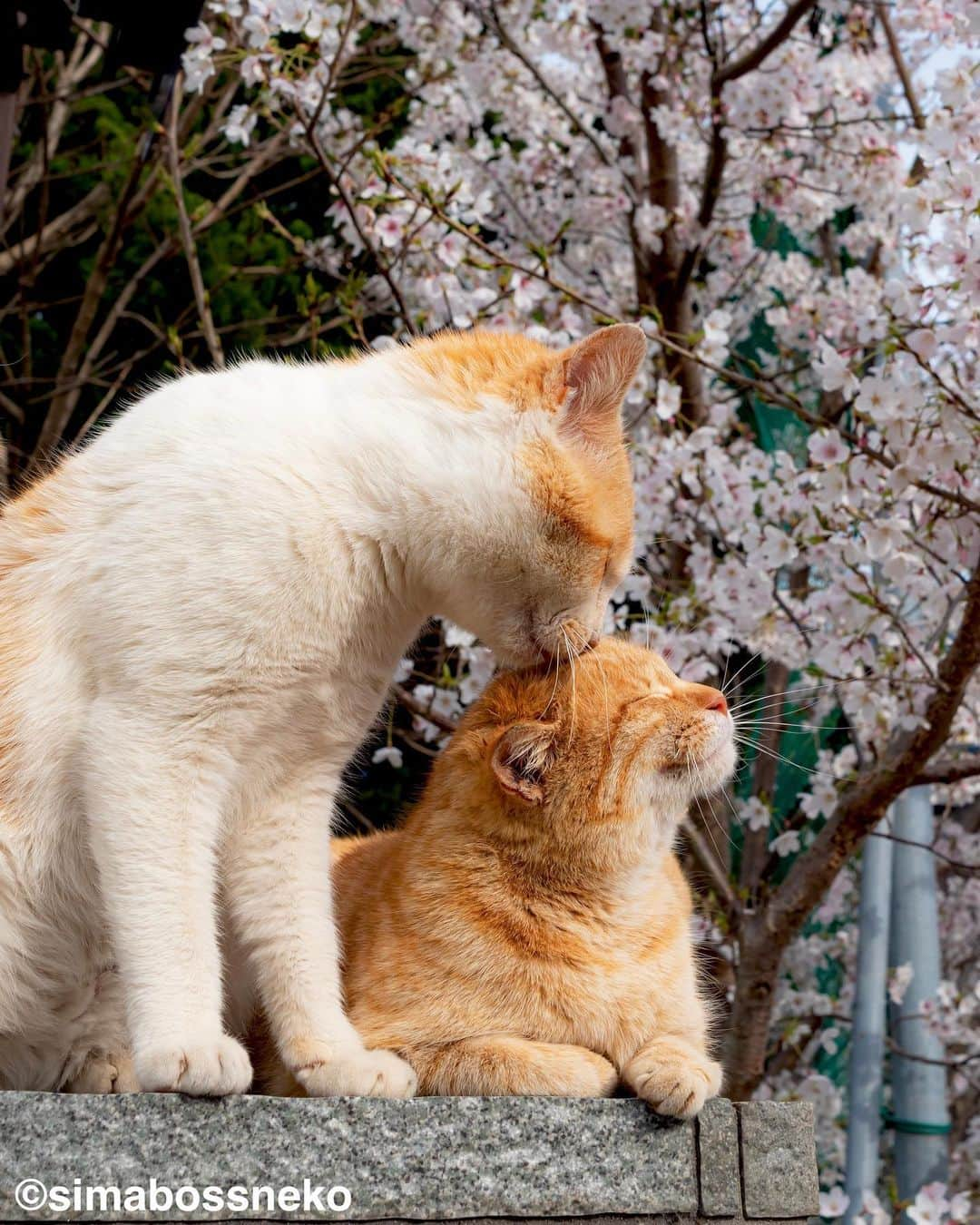 simabossnekoさんのインスタグラム写真 - (simabossnekoInstagram)「・ うららかな春🌸 Pleasant spring day✨ Swipeしてね←←🐾  〜お知らせ〜 対象書店にて、『島にゃんこ』発売＆『キス猫』重版記念フェア開催中！ 購入者限定特典は【A6サイズクリアファイル】 ※景品が無くなっている店舗がかなり出て来ております！ お早めに🐾  【対象書籍】 『島にゃんこ』（2月22日発売） 税込：1,210円 ISBN：978-4-8470-7286-4  『キス猫 - すりすり、ぎゅっ、と。 -』 税込：1,100円 ISBN：978-4-8470-9892-5  【特典内容】 もふもふ猫写真入りクリアファイル（A6サイズ）  【開催期間】 2023年2月22日（水）から フェア開始時期は店舗・地域によって異なる場合がございます。 ●書店店頭で必ずご確認下さい。  【配布方法】 フェア開催店舗にて、『島にゃんこ』『キス猫』をお買い上げのお客様に、 １冊ご購入につき１枚プレゼントいたします。 ・特典の数には限りがあります。なくなり次第終了となりますので予めご了承ください。 ・新刊「島にゃんこ」のみ取り扱いの店舗も一部ございます。  【フェア開催店舗】 ★姉川書店（にゃんこ堂） ★Cat’s Meow Books  (東京都)上記2店舗では、数量限定で『島にゃんこ』サイン入り本を販売！  ・北海道 喜久屋書店小樽店 紀伊國屋書店札幌本店 三省堂書店札幌店 喜久屋書店帯広店 ＭＡＲＵＺＥＮ＆ジュンク堂書店札幌店 紀伊國屋書店厚別店  ・岩手県 東山堂川徳店  ・宮城県 ヤマト屋書店仙台三越店 金港堂 ヤマト屋書店仙台八幡店 紀伊國屋書店仙台店  ・秋田県 ジュンク堂書店秋田店  ・山形県 みずほ八文字屋 戸田書店三川店 こまつ書店堀川町店  ・福島県 ジュンク堂書店郡山店 鹿島ブックセンター 岩瀬書店八木田店プラスゲオ  ・茨城県 ブックエースツタヤイオンタウン水戸南店 ブックエース結城店  ・埼玉県 紀伊國屋書店浦和パルコ店 三省堂書店大宮店 東京旭屋書店新越谷店 ＫａＢｏＳららぽーと新三郷店 ＴＳＵＴＡＹＡレイクタウン 紀伊國屋書店さいたま新都心店 ほんのいえ宮脇書店越谷店  ・千葉県 ときわ書房八千代台店 ＫａＢｏＳららぽーと柏の葉店 紀伊國屋書店流山おおたかの森店 東京旭屋書店船橋店  ・東京都 ＴＳＵＴＡＹＡ三軒茶屋店 丸善丸の内本店 ジュンク堂書店池袋本店 三省堂書店池袋本店 くまざわ書店千住大橋店 東京旭屋書店池袋店 紀伊國屋書店国分寺店 紀伊國屋書店西武渋谷店 紀伊國屋書店イトーヨーカドー木場店 八重洲ブックセンターＩＹ武蔵境店  ・神奈川県 紀伊國屋書店横浜店 有隣堂藤沢店 有隣堂アトレ川崎店 ＫａＢｏＳ宮前平店 紀伊國屋書店ららぽーと横浜店  ・新潟県 萬松堂 くまざわ書店長岡店  ・富山県 ツタヤブックストア藤の木店 文苑堂書店魚津サンプラザ店 明文堂書店富山新庄経堂店  ・石川県 北国書林アピタ松任店 北国書林アルプラザ店 きくざわ書店アルプラザ鹿島店 きくざわ書店ナッピィモール店 明文堂書店ＴＳＵＴＡＹＡ金沢野々市店 明文堂書店ＫＯＭＡＴＳＵ ＫａＢｏＳイオンモール新小松店  ・福井県 ＳｕｐｅｒＫａＢｏＳ敦賀店 ＳｕｐｅｒＫａＢｏＳ武生店 ＳｕｐｅｒＫａＢｏＳ鯖江店 ＫａＢｏＳ三国店 ＳｕｐｅｒＫａＢｏＳ新二の宮店 ＳｕｐｅｒＫａＢｏＳＷＡＳＳＥ店 ＳｕｐｅｒＫａＢｏＳ大和田店 勝木書店大野店 ＫａＢｏＳベル店  ・山梨県 戸田書店山梨中央店 ・長野県 ニシザワいなっせ店 ・静岡県 マルサン書店サントムーン店  ・愛知県 三省堂書店名古屋本店 ジュンク堂書店名古屋栄店  ・三重県 コメリ書房鈴鹿店 コメリ書房松阪店  ・滋賀県 ブックハウスひらがきＡスクエア店  ・京都府 大垣書店イオンモールＫＹＯＴＯ店 アバンティブックセンター洛北店  ・大阪府 紀伊國屋書店グランフロント大阪店 ジュンク堂書店天満橋店 ＴＳＵＴＡＹＡ戎橋店 紀伊國屋書店高槻阪急店 ブックスファミリア堺本店 紀伊國屋書店本町店 紀伊國屋書店天王寺ミオ店  ・兵庫県 ブックファースト阪急西宮ガーデンズ店 旭屋書店ららぽーと甲子園店  ・岡山県 啓文社岡山本店 ＴＳＵＴＡＹＡＡＺ岡南店  ・広島県 廣文館フジグラン広島店 啓文社ポートプラザ店 啓文社コア福山西店 啓文社新浜店 ジュンク堂書店広島駅前店  ・山口県 くまざわ書店下関店  ・香川県 宮脇書店南本店 宮脇書店本店  ・福岡県 丸善博多店 ジュンク堂書店福岡店 福岡金文堂行橋店  ・熊本県 蔦屋書店嘉島 ・大分県 紀伊國屋書店アミュプラザおおいた店 ・鹿児島県 ジュンク堂書店鹿児島店  各書店にてぜひ、お手に取ってみてください🥰 ・ ・ #しまねこ #島猫 #ねこ #にゃんすたぐらむ #猫写真 #cats_of_world #catloversclub #pleasantcats #catstagram #meowed #ig_japan #lumixg9」4月1日 9時00分 - simabossneko