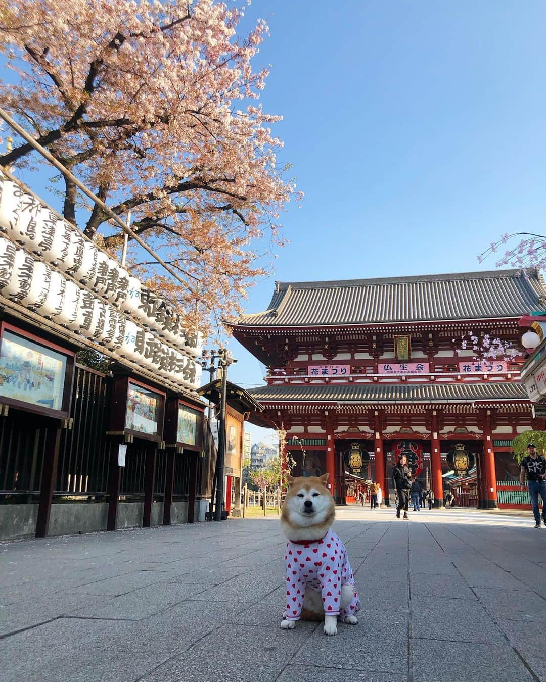 くるみさんのインスタグラム写真 - (くるみInstagram)「. ギリギリお花見できました🌸🌸🌱 くーちゃんお付き合い有難う😊  朝から観光客の方が結構いたよ〜  . . #くーちゃんはどよどよしている #柴犬　#柴犬くるみ #浅草　#浅草寺」4月1日 9時28分 - kurukurukurumi222