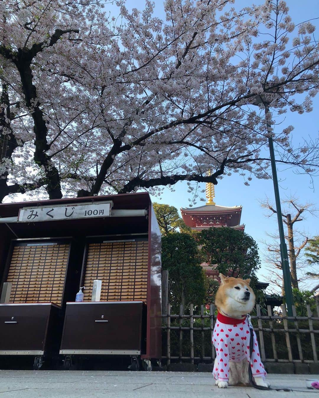 くるみのインスタグラム：「. ギリギリお花見できました🌸🌸🌱 くーちゃんお付き合い有難う😊  朝から観光客の方が結構いたよ〜  . . #くーちゃんはどよどよしている #柴犬　#柴犬くるみ #浅草　#浅草寺」