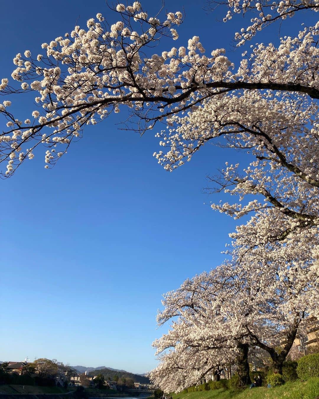 内田絢子さんのインスタグラム写真 - (内田絢子Instagram)「京都 高野川河川敷の桜。  出町柳からテクテク北へ、桜散策。 橋を潜るたびに、表情の違う桜並木が広がる。 その風景が楽しくて、気付いたら、2万歩、歩いてた。笑　  ベンチに腰掛けて、ボーッとする人々、 桜並木の下を駆け抜けてゆくランナー、 海外からの観光客の方もたくさん。  みんなが桜越しの青空を眺めている光景が素敵だった。  #桜 #京都桜 #京都桜散策 #高野川」4月1日 9時29分 - uccijun