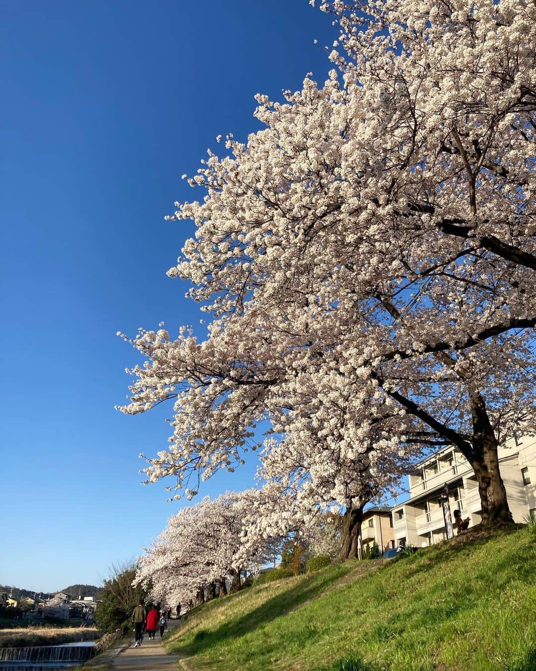 内田絢子のインスタグラム：「京都 高野川河川敷の桜。  出町柳からテクテク北へ、桜散策。 橋を潜るたびに、表情の違う桜並木が広がる。 その風景が楽しくて、気付いたら、2万歩、歩いてた。笑　  ベンチに腰掛けて、ボーッとする人々、 桜並木の下を駆け抜けてゆくランナー、 海外からの観光客の方もたくさん。  みんなが桜越しの青空を眺めている光景が素敵だった。  #桜 #京都桜 #京都桜散策 #高野川」