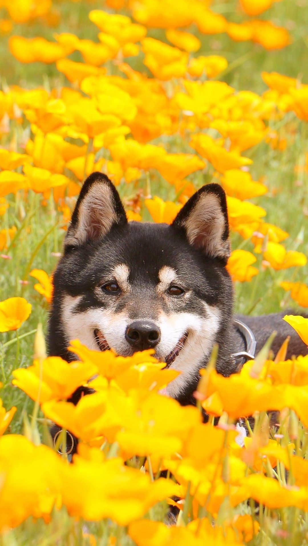 柴犬 けんしろう ゆりあのインスタグラム：「🐶🌈❤️  けんちゃん、 けんちゃんがお空へ旅立ってから1年が経ちました。  けんちゃんのおでこをすんすんしながら やわらかいお耳をなでなでして それからぎゅーって抱きしめる  毎日やってた私たちの儀式、 今はけんちゃんの姿を空に描きながらやっています。  けんちゃんかわいいね けんちゃんかわいいね けんちゃんかわいいね  けんちゃんの大好きだった言葉 聞こえたかな？  会いたくて涙が溢れてしまう時もあるけれど 今を大切にちゃんと前を向いて歩いていくよ 最期の瞬間まで生き抜いてくれた けんちゃんが教えてくれたことだもんね。  あなたの大切な妹をお空へ見送るその日まで けんちゃんとゆりあのけんゆり物語はまだまだ続きます。 (その気持ちを込めてこの動画を選びました🚃)  けんちゃん、あのやさしい笑顔で お空から見守っていてね🌈  2006.6.7〜2022.4.1 けんしろう15歳9ヶ月25日🐶🌈  #けんちゃんかわいいね #けんちゃん大好きだよ」