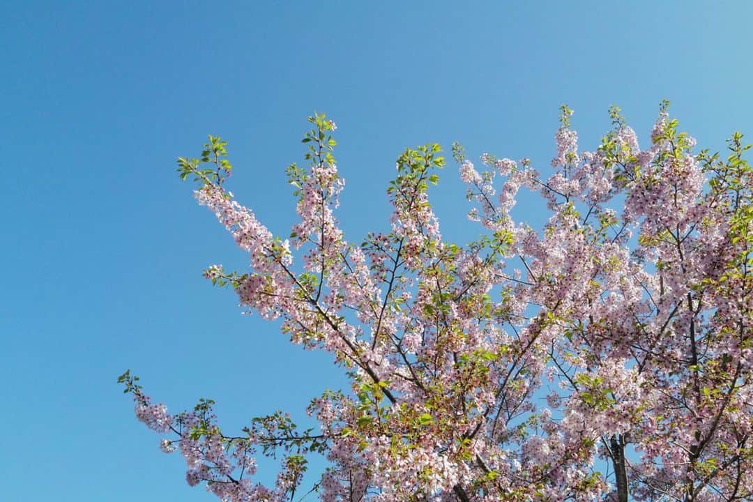 黒沢祐子さんのインスタグラム写真 - (黒沢祐子Instagram)「April 1 ,2023  見上げた空にわずかに残った葉桜 桜が終わると新緑の季節  佳き4月になりますように🙏🏻  #life #桜 #4月1日」4月1日 9時39分 - yukowedding