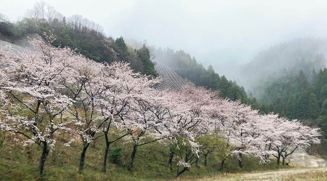 滝波宏文のインスタグラム：「#桜 #さくら #山 #霧 #雲 #霞  #福井県 #福井 #越前町 #越前 #fukui #アルバム整理  #ふるさとを守る #日本を守る #強くて優しい #くに創り #参議院議員 #滝波宏文  #たきなみ宏文 #たきなみ #自民党 #自由民主党」