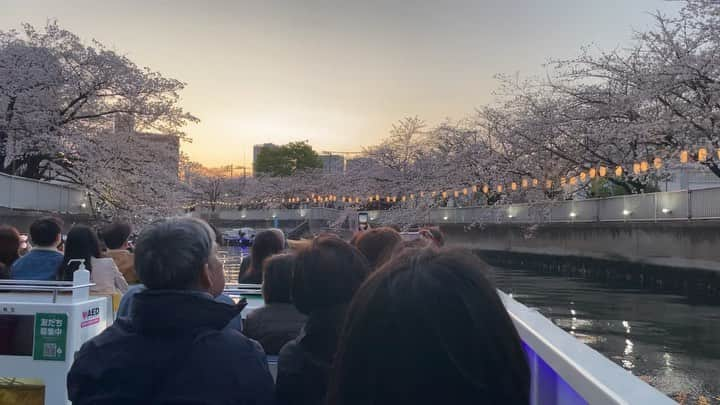 犬童一心のインスタグラム：「日本橋船着場から 桜🌸クルーズ。1時間。 堪能しました。」