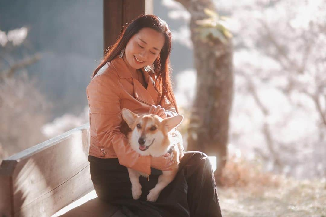 レイチェル・チャンのインスタグラム：「Our corgi Bashar is enjoying the warm spring breeze, after the long winter in our new mountain home. 移住先の山の雪も溶けつつあり、春の便りを楽しんでいます🌸  #桜　#cherryblossom  #corgi #dog #コーギー　#コーギーのいる暮らし  #basharthecorgi #spring #pink」