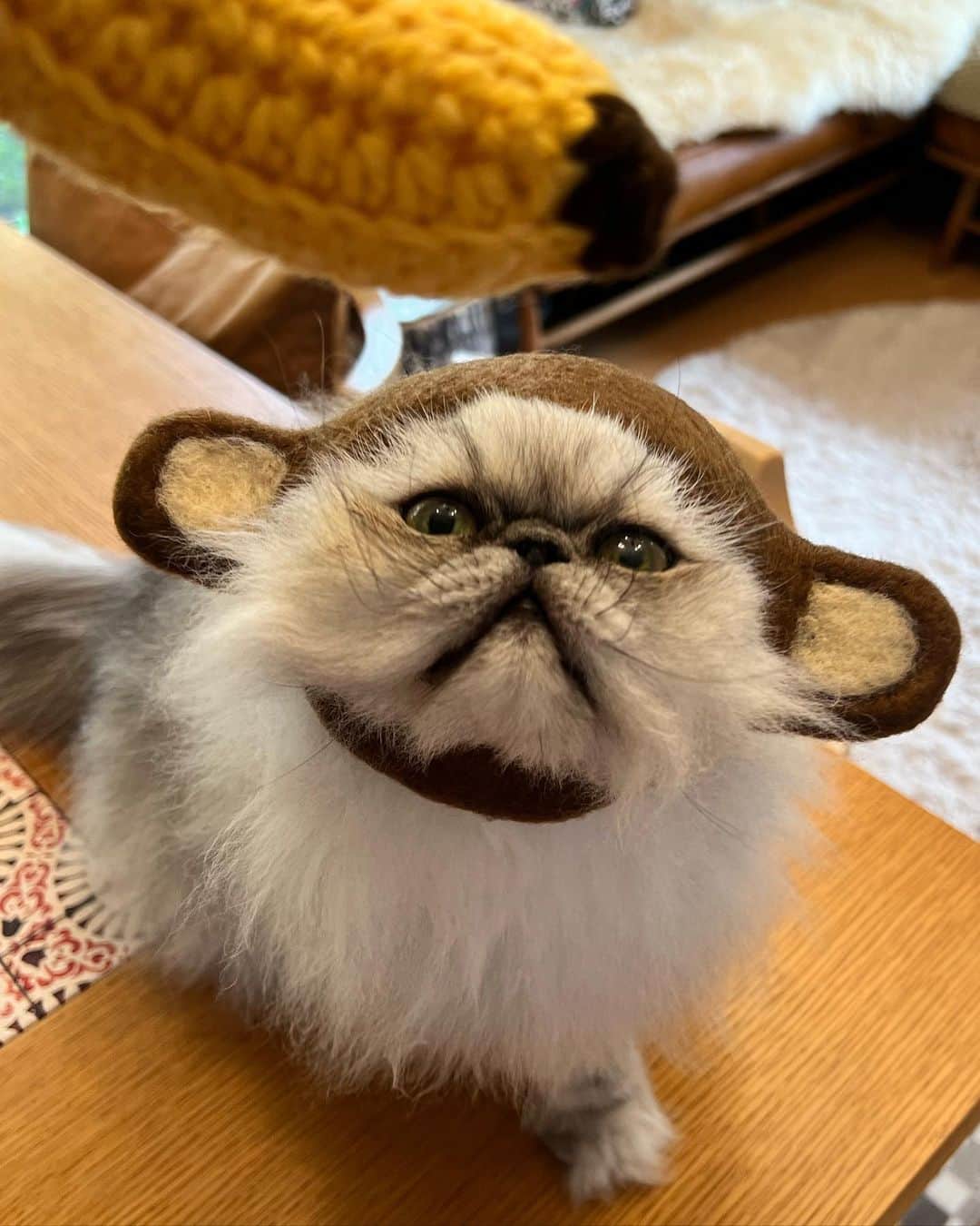 しるこさんのインスタグラム写真 - (しるこInstagram)「2023.4.1 #0401ちるちる   可愛い可愛い😂  #猿一族 #猿一族140号  #レンタル衣装部大中小  ありがとう🐵  #寅コレ #寅コレ専属モデル   今月もゆるりとよろしくね😺😸」4月1日 10時01分 - shirukotan